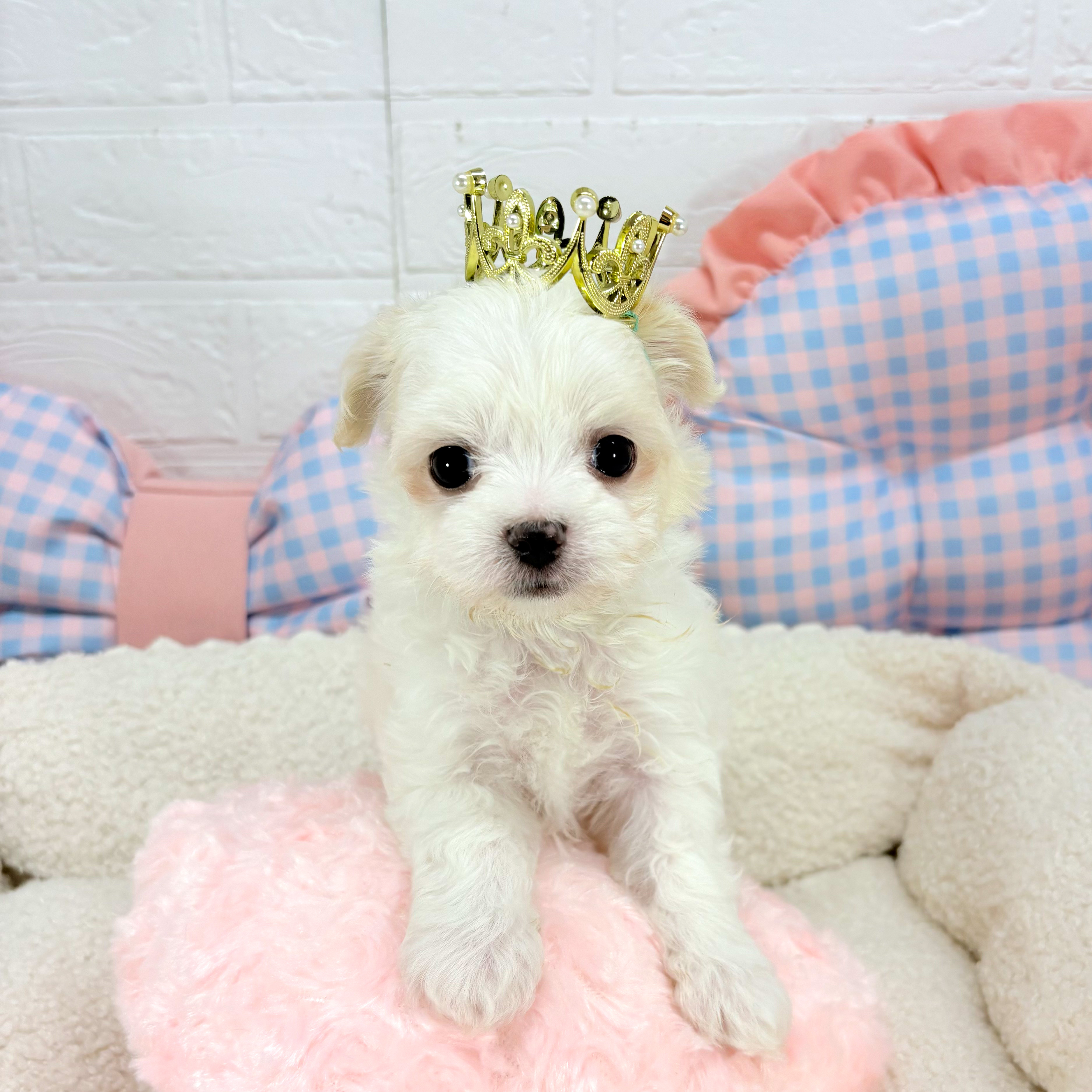 2025年6月1日生まれのチワマル/マルチワ(チワワ×マルチーズ)の6枚目の写真