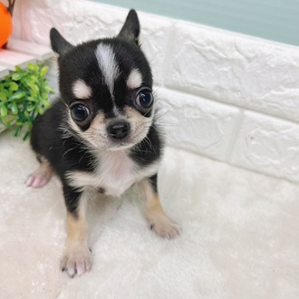 静岡県のチワワ(スムース) (犬の家＆猫の里マークイズ静岡店/2025年7月25日生まれ/女の子/ブラックタンホワイト)の子犬の1枚目の画像
