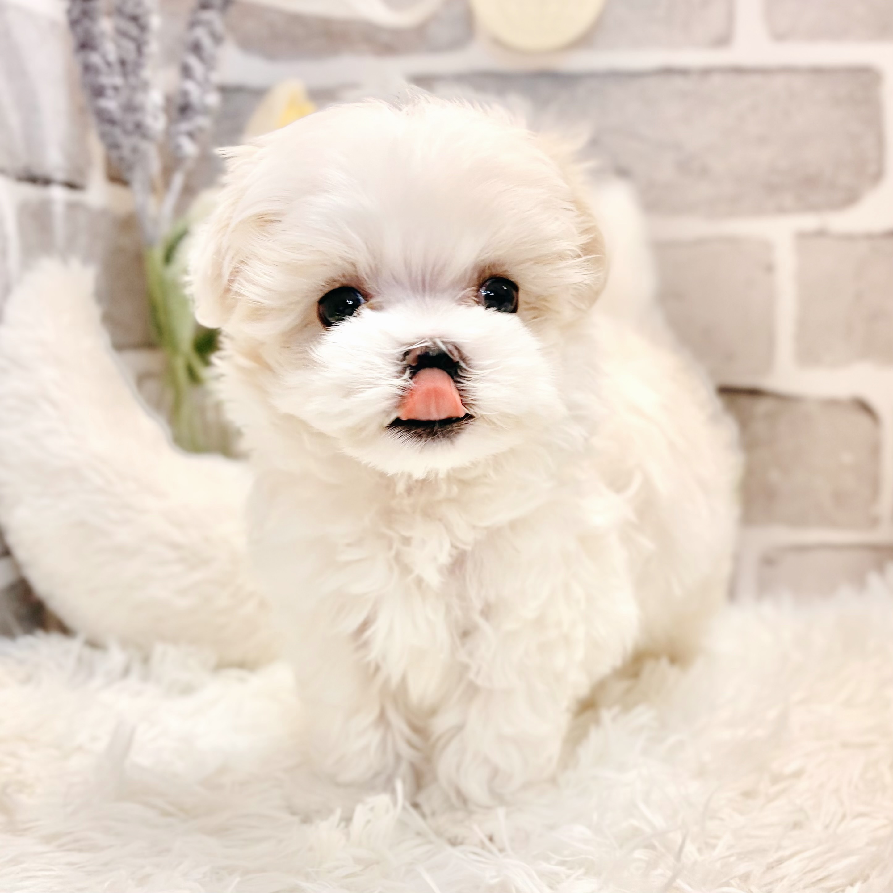生体画像６