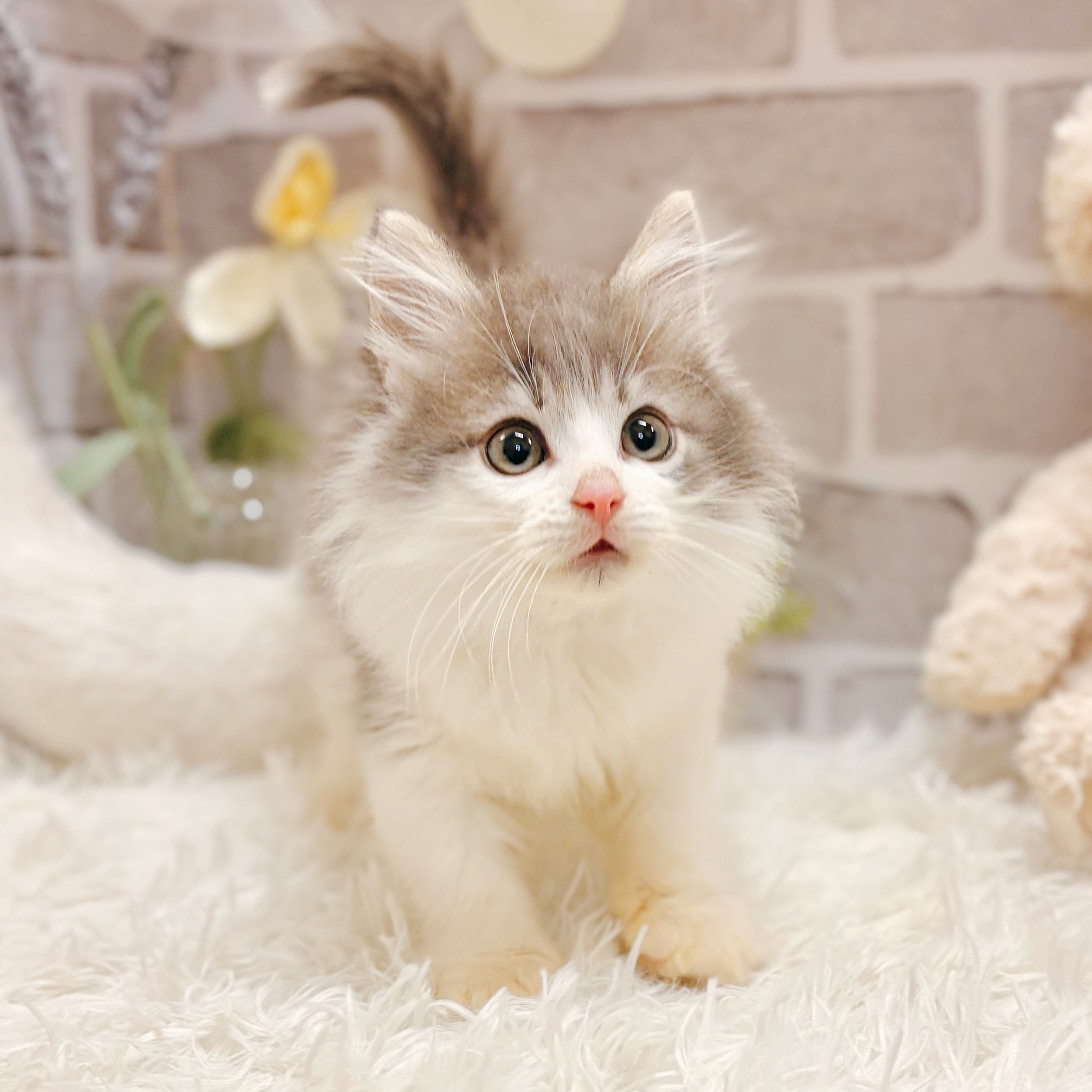 兵庫県のノルウェージャンフォレストキャット (犬の家＆猫の里神戸店/2026年3月2日生まれ/男の子/ブルータビーホワイト)の子猫の1枚目の画像