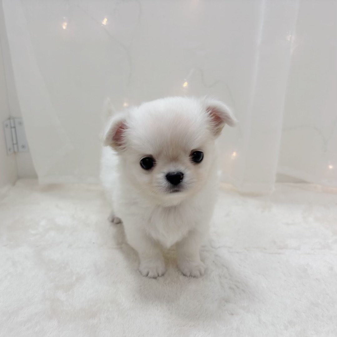 千葉県のチワワ(ロング) (犬の家＆猫の里BIGHOPガーデンモール印西店/2025年8月31日生まれ/男の子/クリームホワイト)の子犬の1枚目の画像