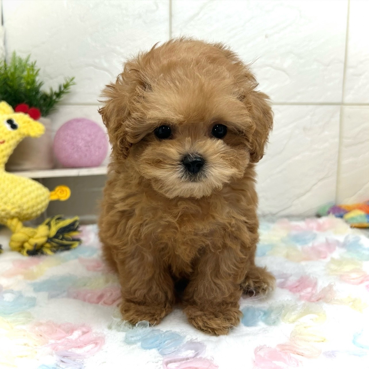 兵庫県のペキプー(ペキニーズ×プードル) (犬の家＆猫の里ゆめタウン姫路店/2025年10月18日生まれ/女の子/レッド)の子犬の1枚目の画像