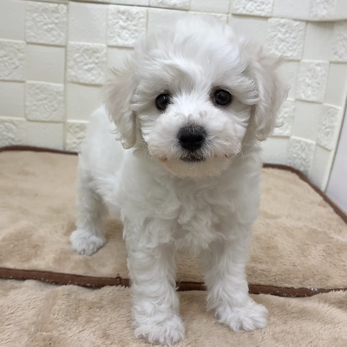 愛知県のビションフリーゼ (犬の家＆猫の里碧南店/2025年8月5日生まれ/女の子/ホワイト)の子犬