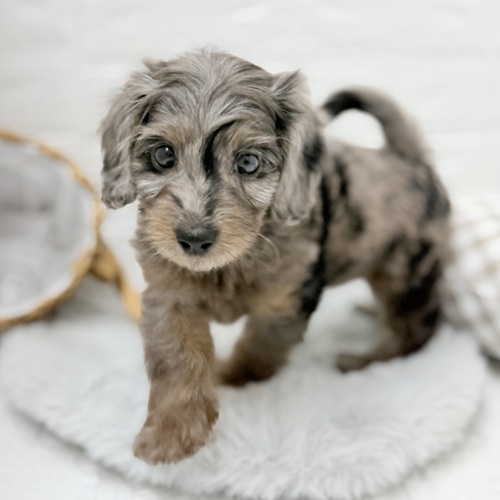 2025年7月19日生まれのダップー(ダックス×プードル)の6枚目の写真