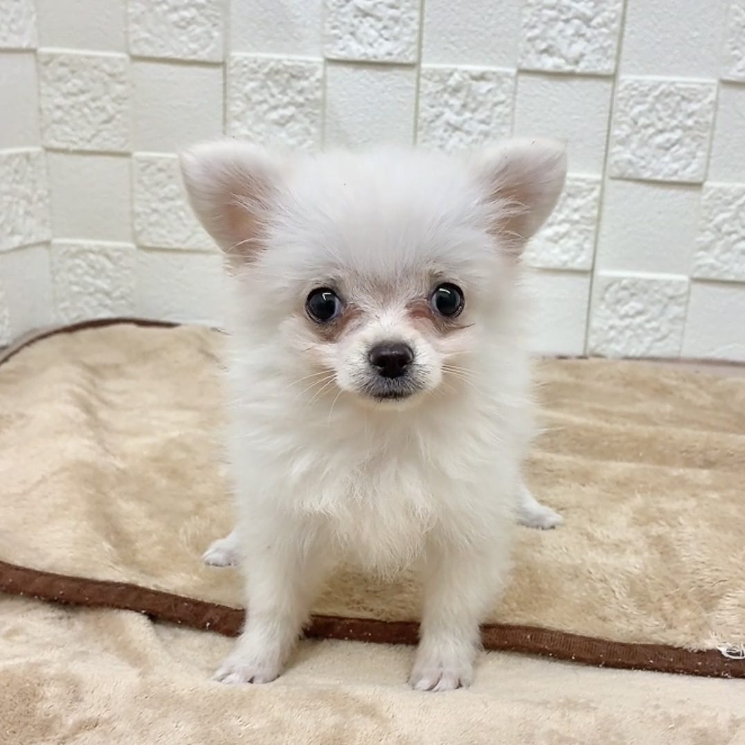 2025年8月1日生まれのポメチワ/チワポメ/ポメチー(ポメラニアン×チワワ)の6枚目の写真