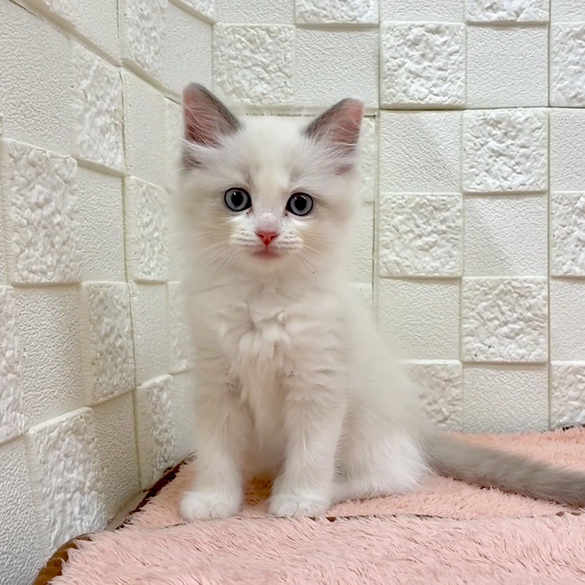 愛知県のラグドール (犬の家＆猫の里碧南店/2025年9月23日生まれ/女の子/ブルーポイントバイカラー)の子猫の1枚目の画像