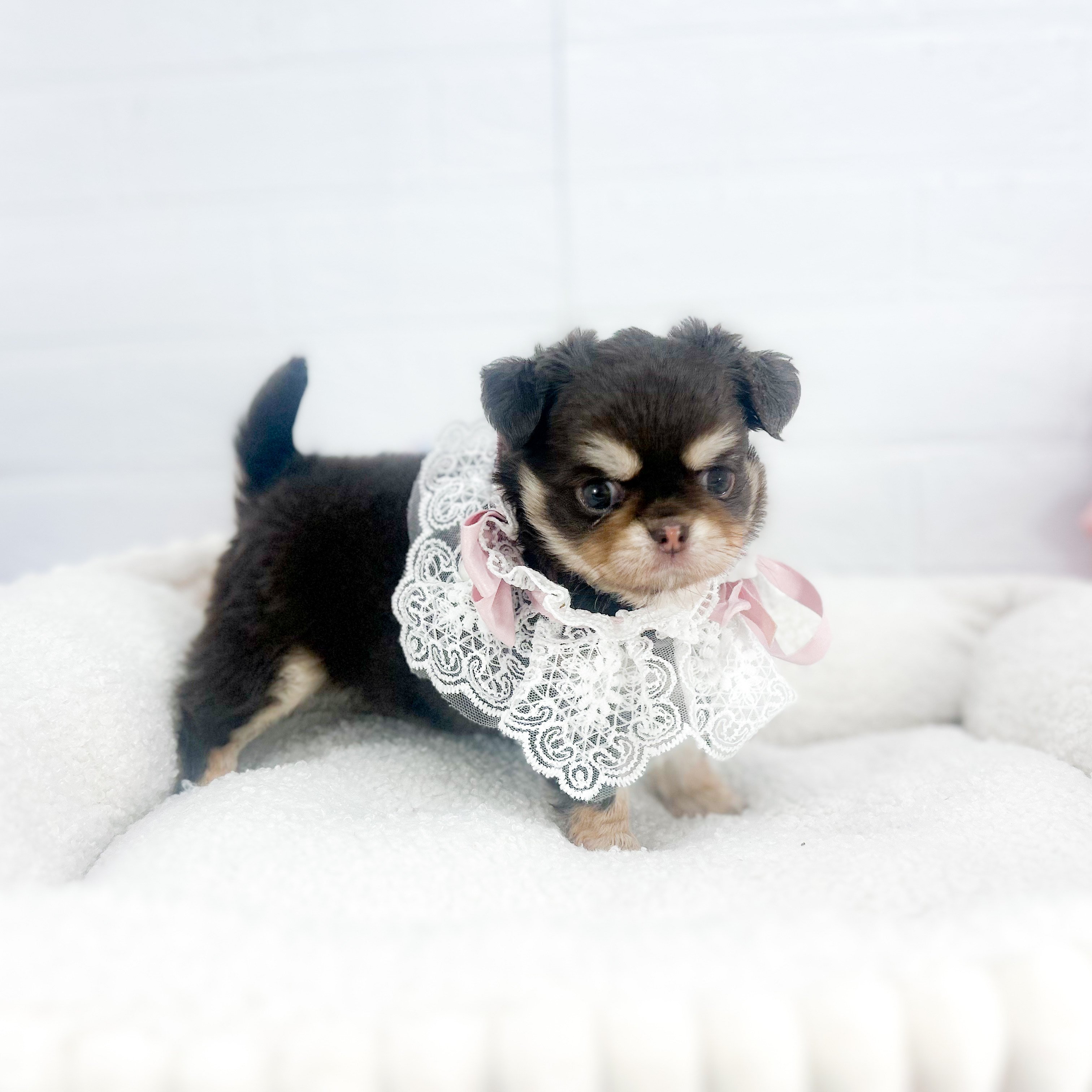 2025年7月1日生まれのチワワ(ロング)の6枚目の写真