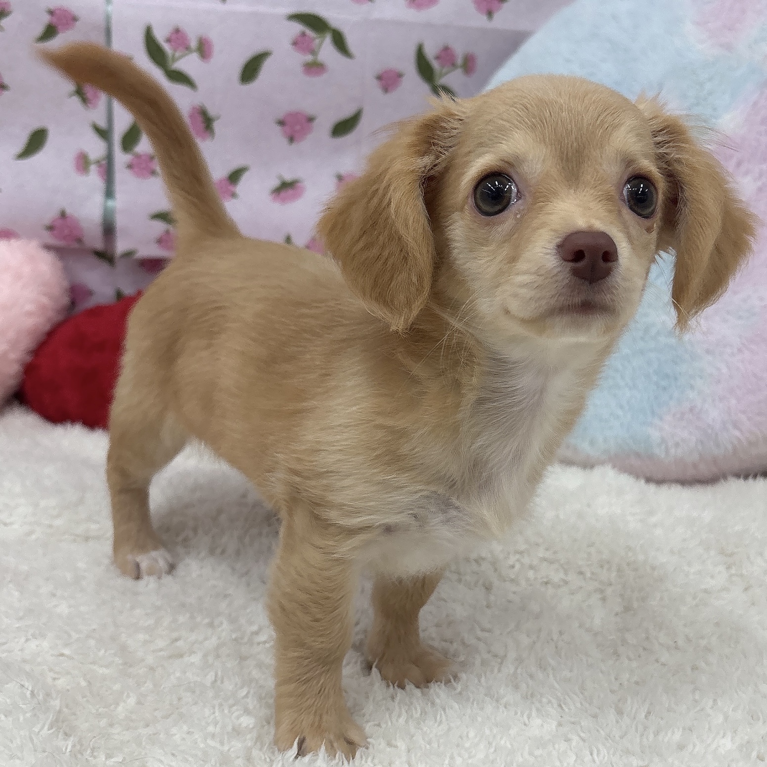 愛知県のチワックス(チワワ×ダックス) (犬の家＆猫の里エアポートウォーク店/2026年3月14日生まれ/女の子/イエローホワイト)の子犬の1枚目の画像