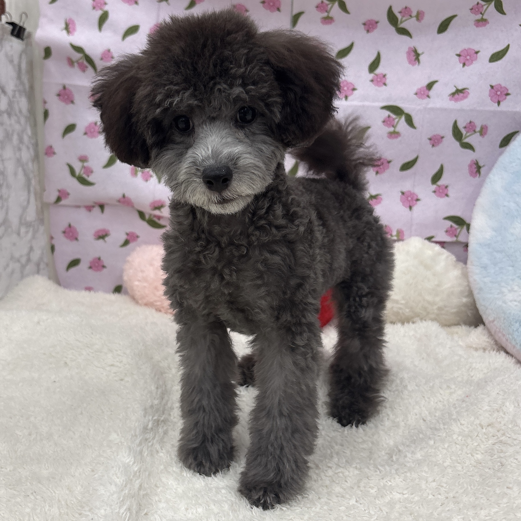 愛知県のトイプードル(トイ) (犬の家＆猫の里エアポートウォーク店/2026年3月19日生まれ/男の子/グレー)の子犬の1枚目の画像