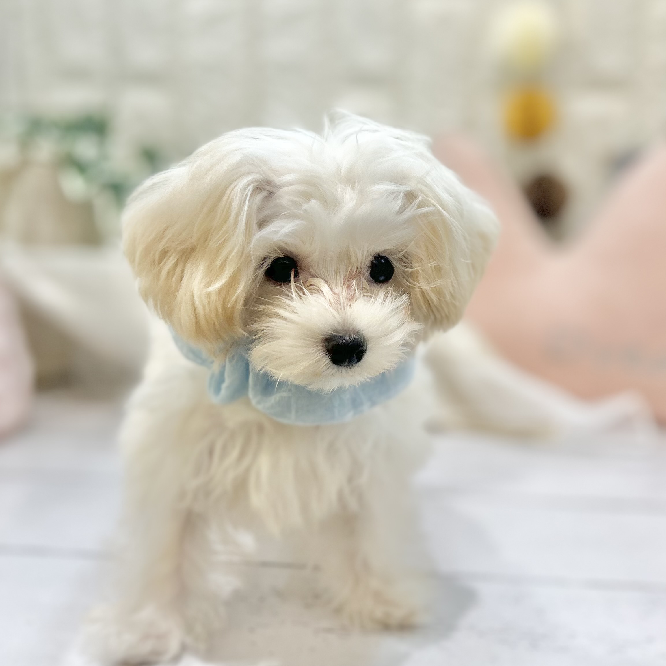 岡山県のマルプー(マルチーズ×プードル) (犬の家＆猫の里倉敷店/2025年3月28日生まれ/男の子/クリーム)の子犬の1枚目の画像
