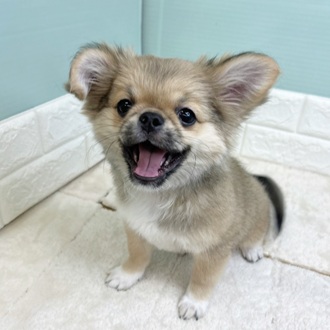静岡県のチワペキ/ペキチー/ペキチワ(チワワ×ペキニーズ) (犬の家＆猫の里マークイズ静岡店/2025年9月7日生まれ/男の子/フォーン)の子犬の1枚目の画像