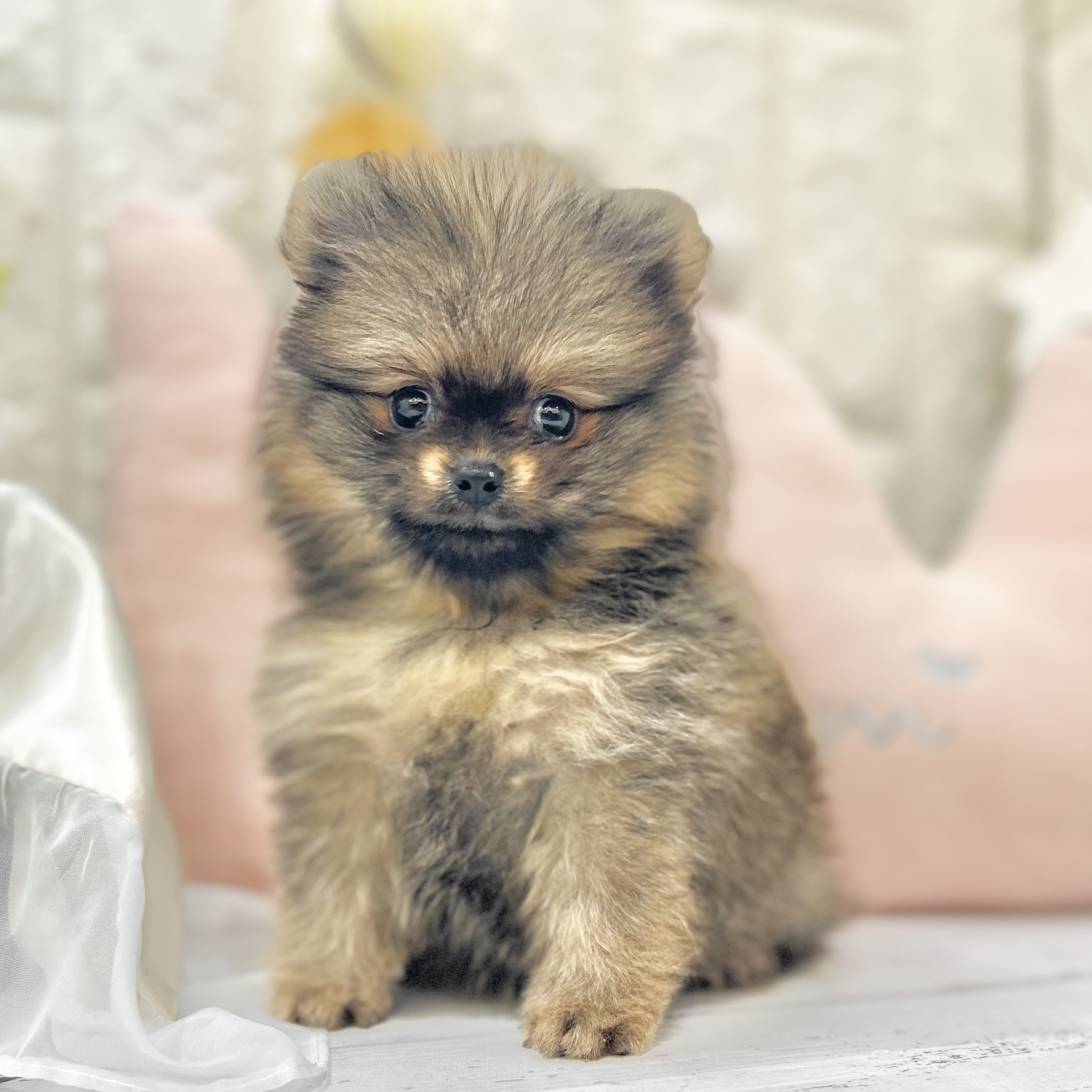 岡山県のポメラニアン (犬の家＆猫の里倉敷店/2025年6月21日生まれ/女の子/オレンジ)の子犬の1枚目の画像