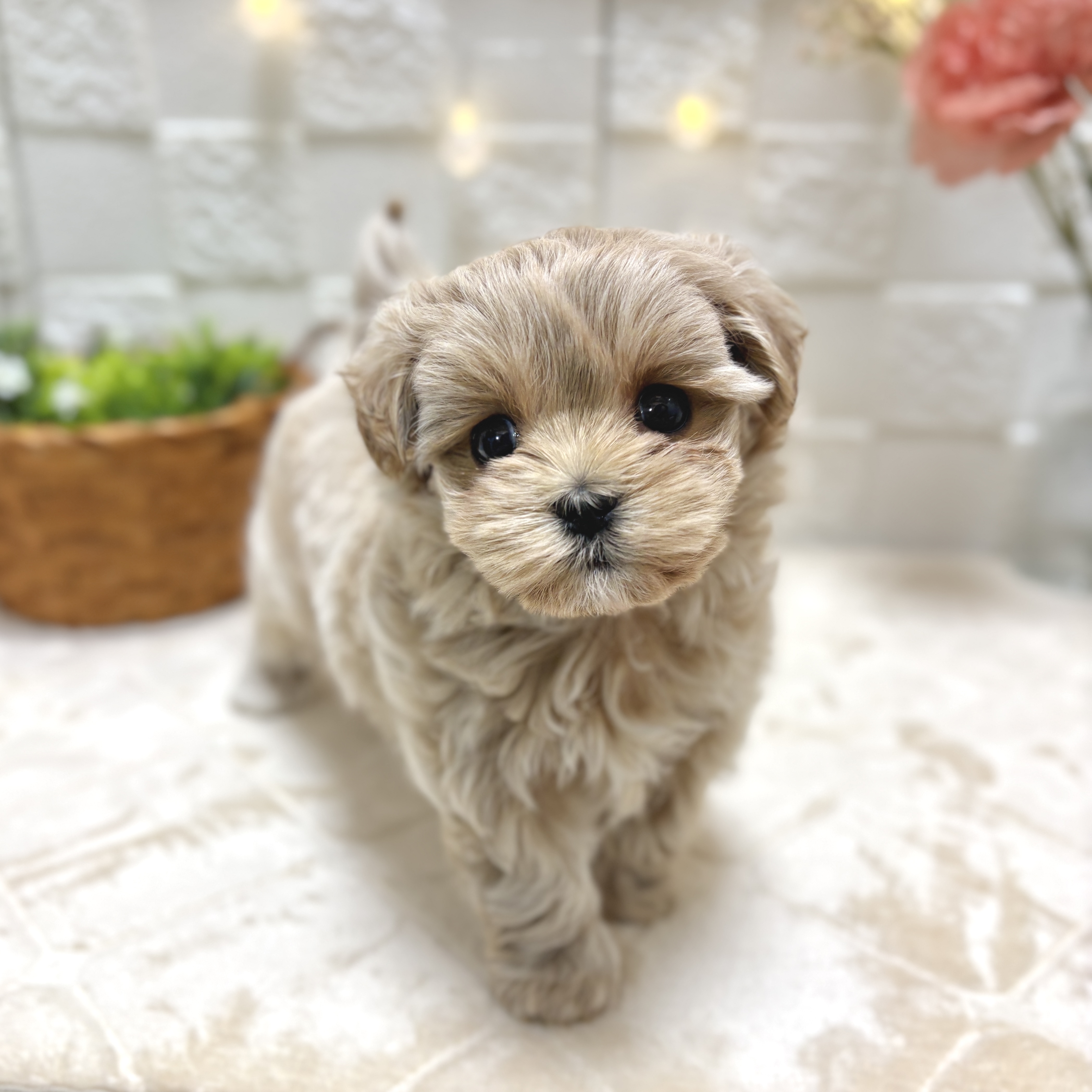 東京都のマルプー(マルチーズ×プードル) (犬の家＆猫の里ペットフォレスト小平店/2026年2月2日生まれ/男の子/アプリコット)の子犬の1枚目の画像