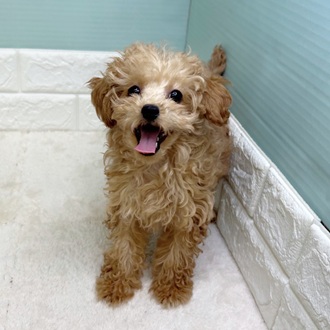 静岡県のトイプードル(タイニー) (犬の家＆猫の里マークイズ静岡店/2025年9月5日生まれ/男の子/アプリコット)の子犬の1枚目の画像