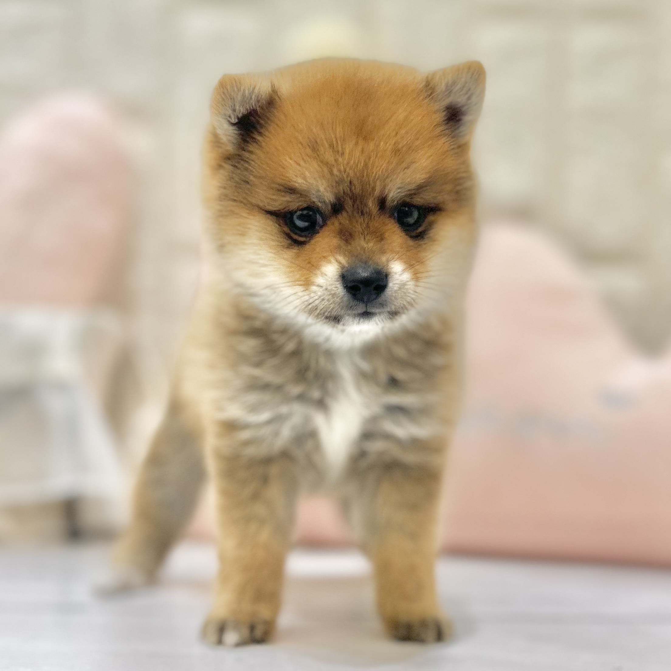 岡山県のポメ柴/豆ポメ/ポメ豆柴(ポメラニアン×柴犬) (犬の家＆猫の里倉敷店/2025年6月27日生まれ/男の子/オレンジ)の子犬の1枚目の画像