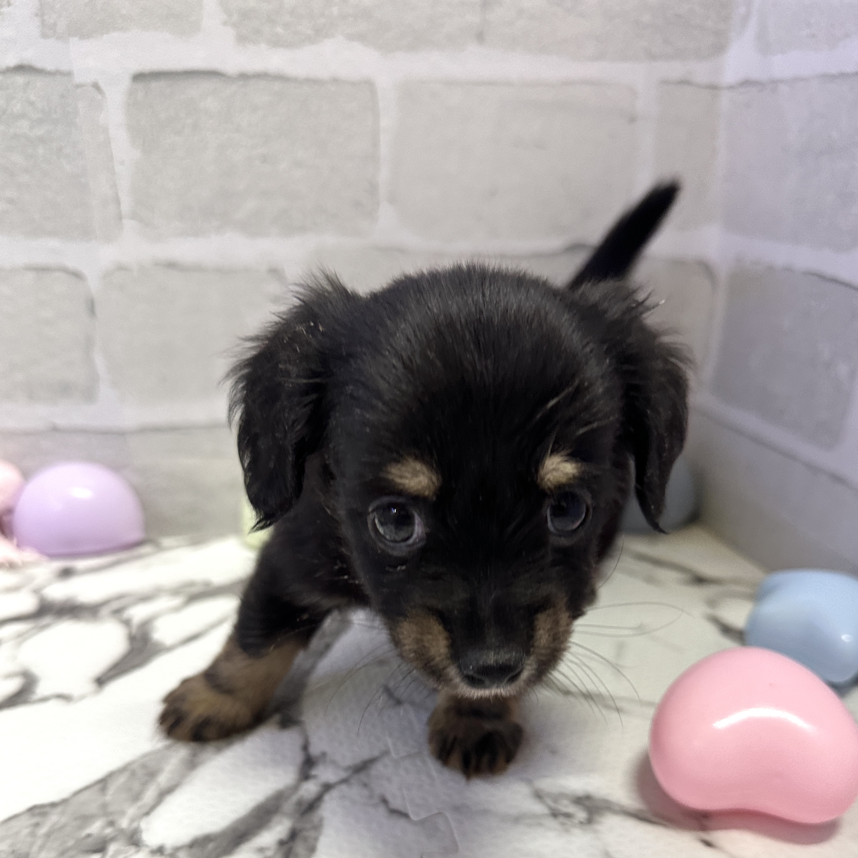 愛知県のチワックス(チワワ×ダックス) (犬の家＆猫の里岡崎店/2025年9月6日生まれ/女の子/ブラックタン)の子犬の1枚目の画像