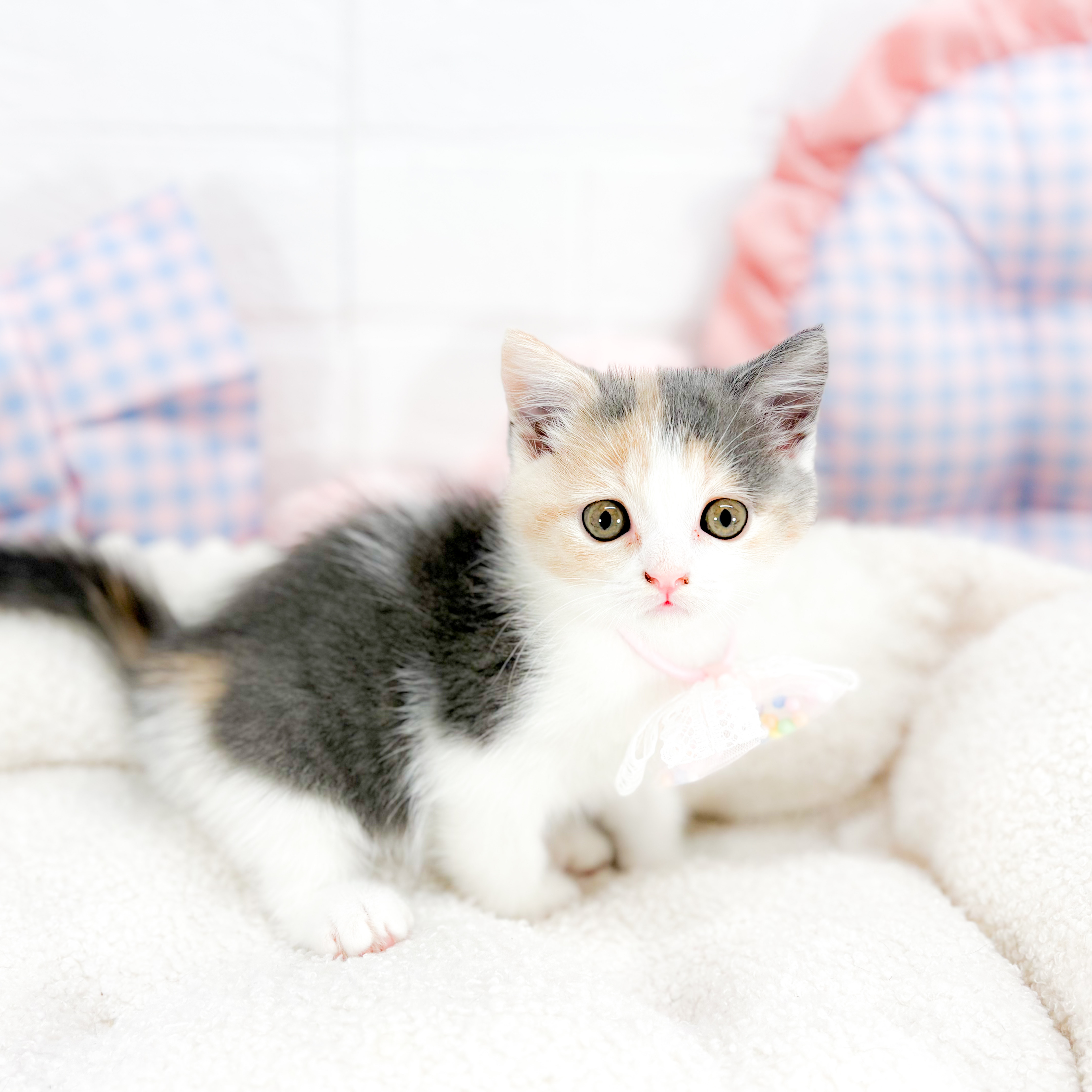 神奈川県のブリティッシュショートヘアー (犬の家＆猫の里元住吉ブレーメン通り店/2025年7月29日生まれ/女の子/ダイリュートキャリコ)の子猫の1枚目の画像