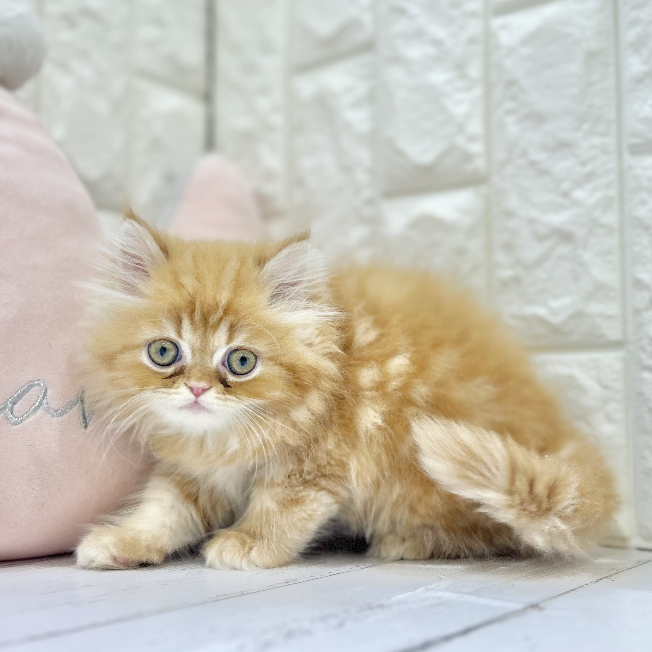岡山県のエキゾチック (犬の家＆猫の里倉敷店/2025年7月3日生まれ/男の子/レッドタビー)の子猫の1枚目の画像