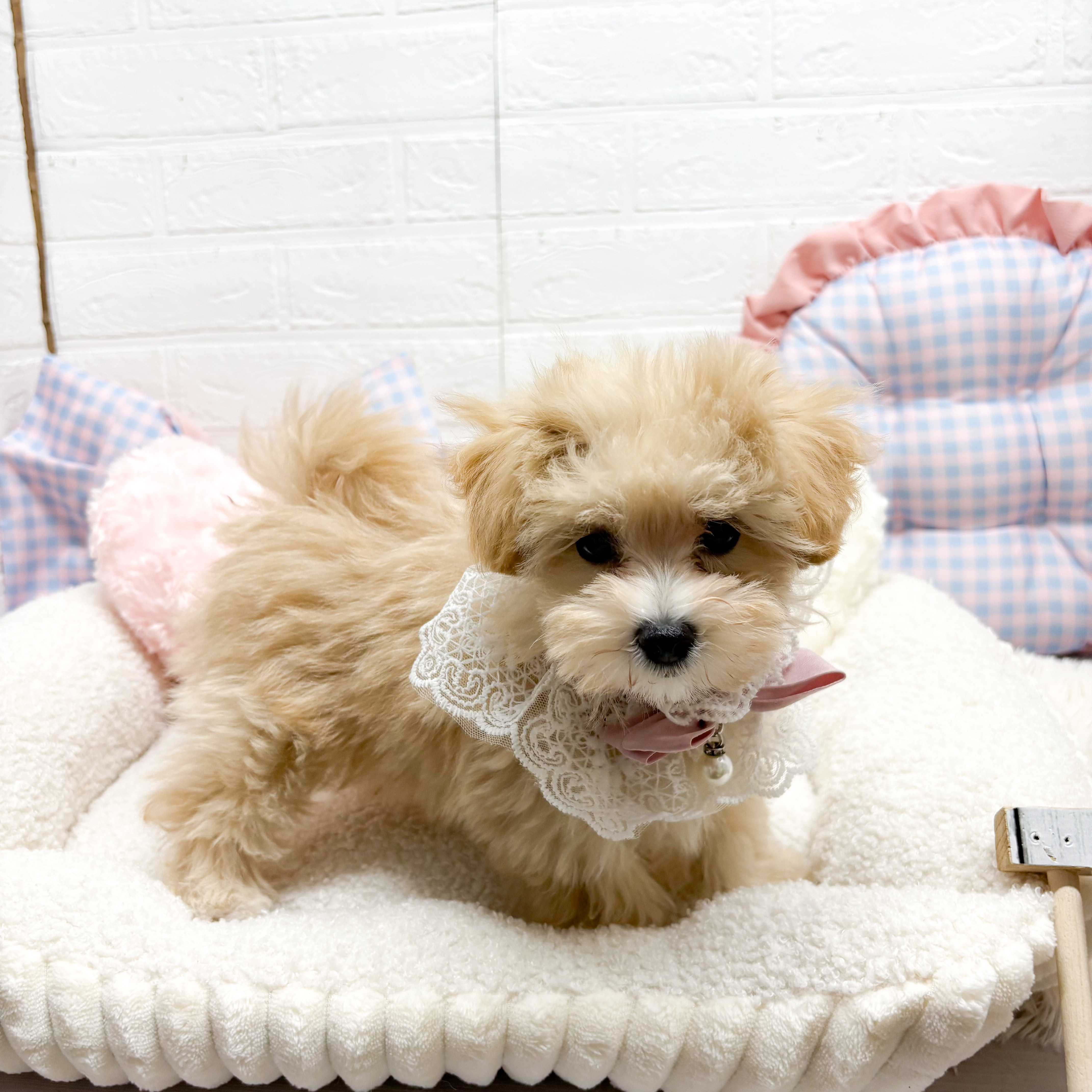 神奈川県のマルプー(マルチーズ×プードル) (犬の家＆猫の里元住吉ブレーメン通り店/2025年7月29日生まれ/女の子/クリームホワイト)の子犬の1枚目の画像