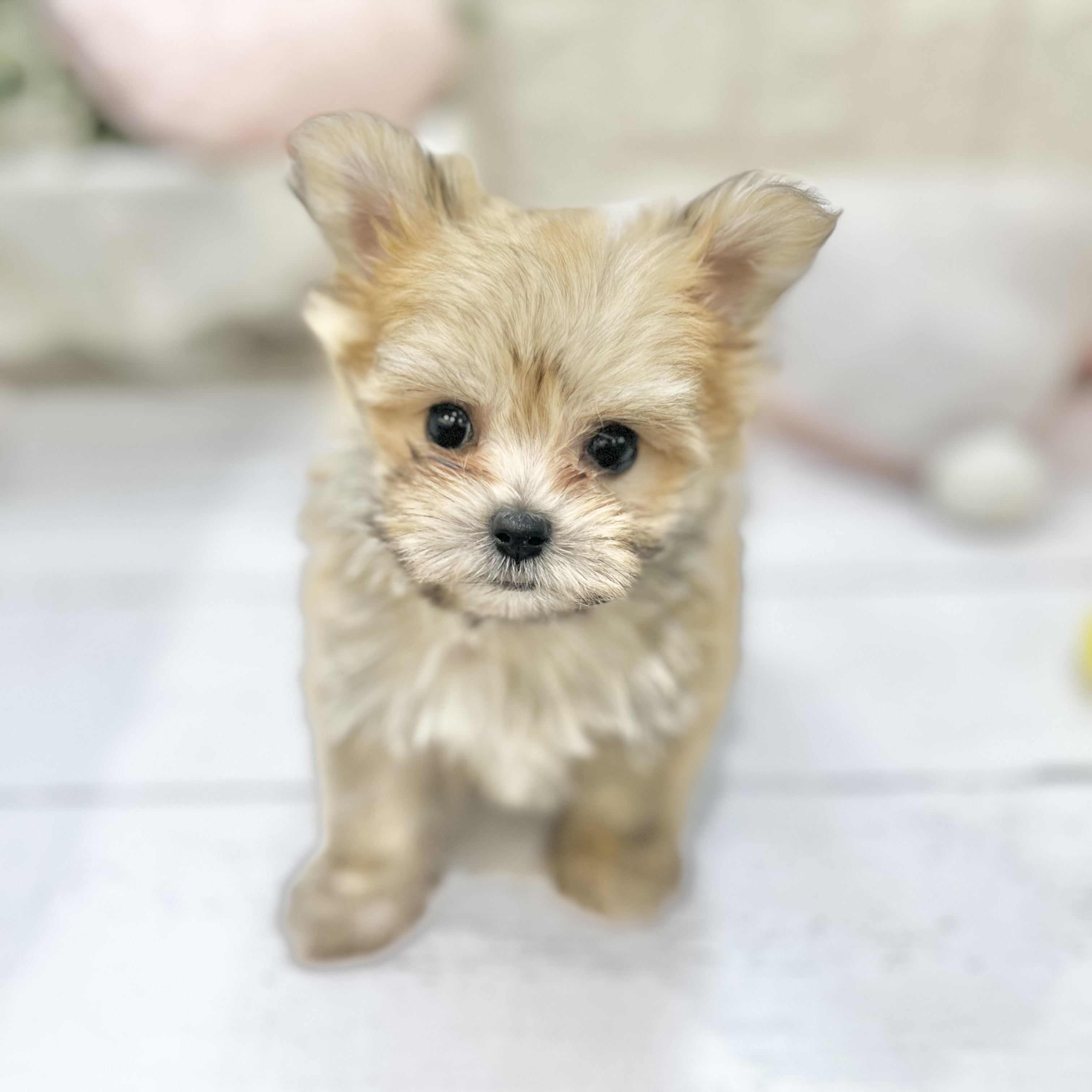 岡山県のポメマル/マルポメ(ポメラニアン×マルチーズ) (犬の家＆猫の里倉敷店/2025年7月6日生まれ/女の子/フォーン)の子犬の1枚目の画像