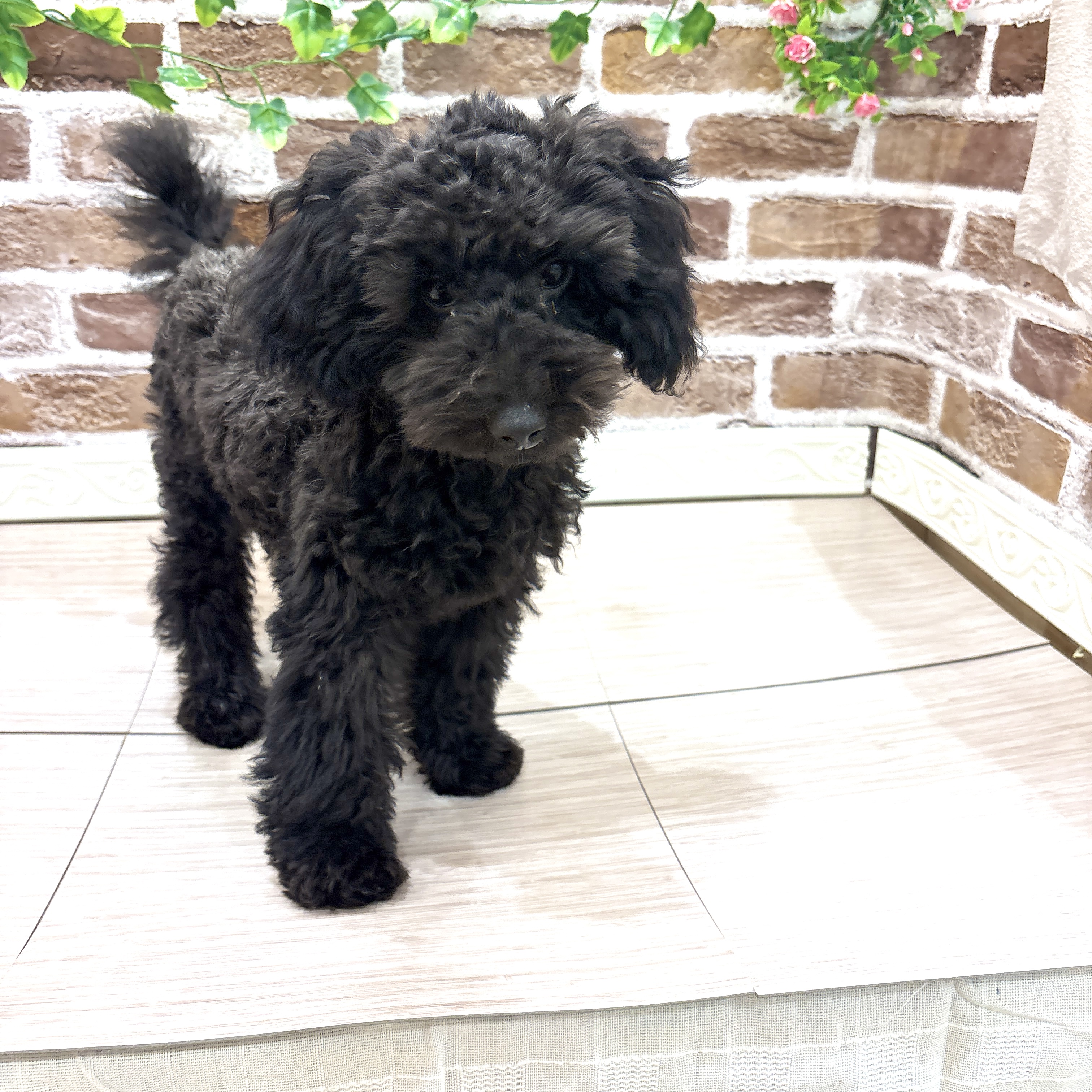 三重県のトイプードル(トイ) (犬の家＆猫の里三重桑名店/2025年12月7日生まれ/男の子/ブラック)の子犬の1枚目の画像