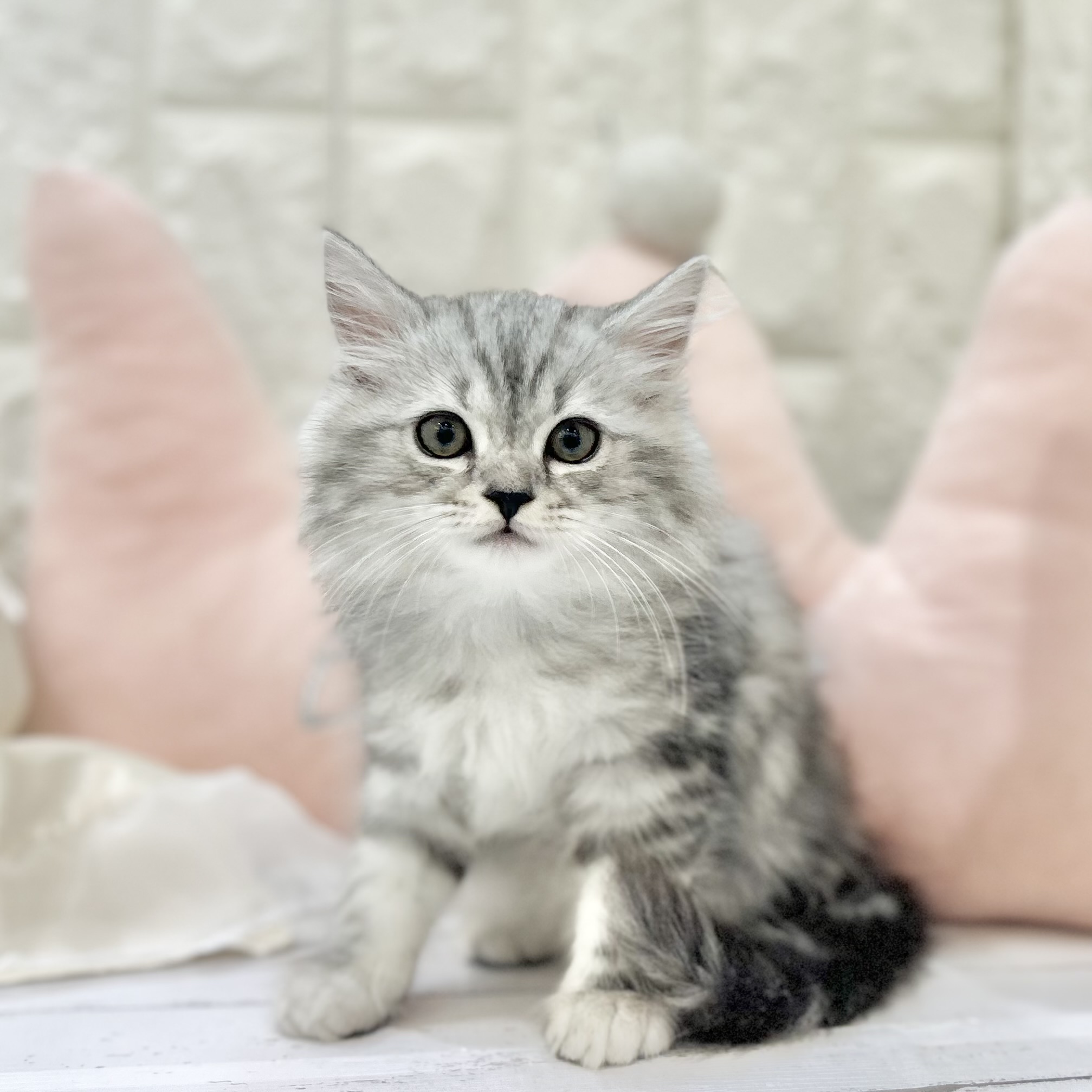 岡山県のラガマフィン (犬の家＆猫の里倉敷店/2025年7月12日生まれ/男の子/シルバータビーホワイト)の子猫の1枚目の画像