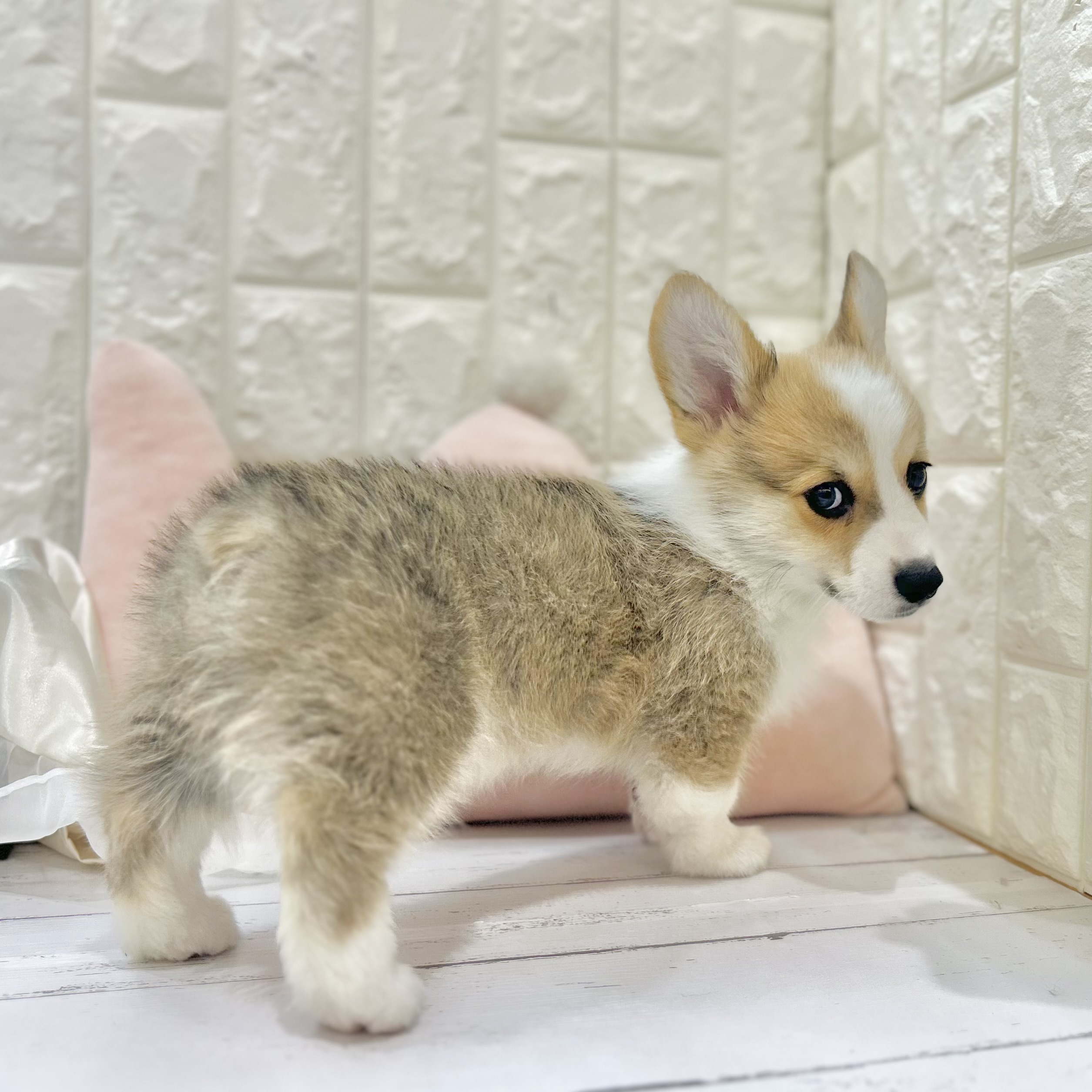 岡山県のウェルシュコーギーペンブローク (犬の家＆猫の里倉敷店/2025年7月16日生まれ/男の子/レッドホワイト)の子犬の1枚目の画像