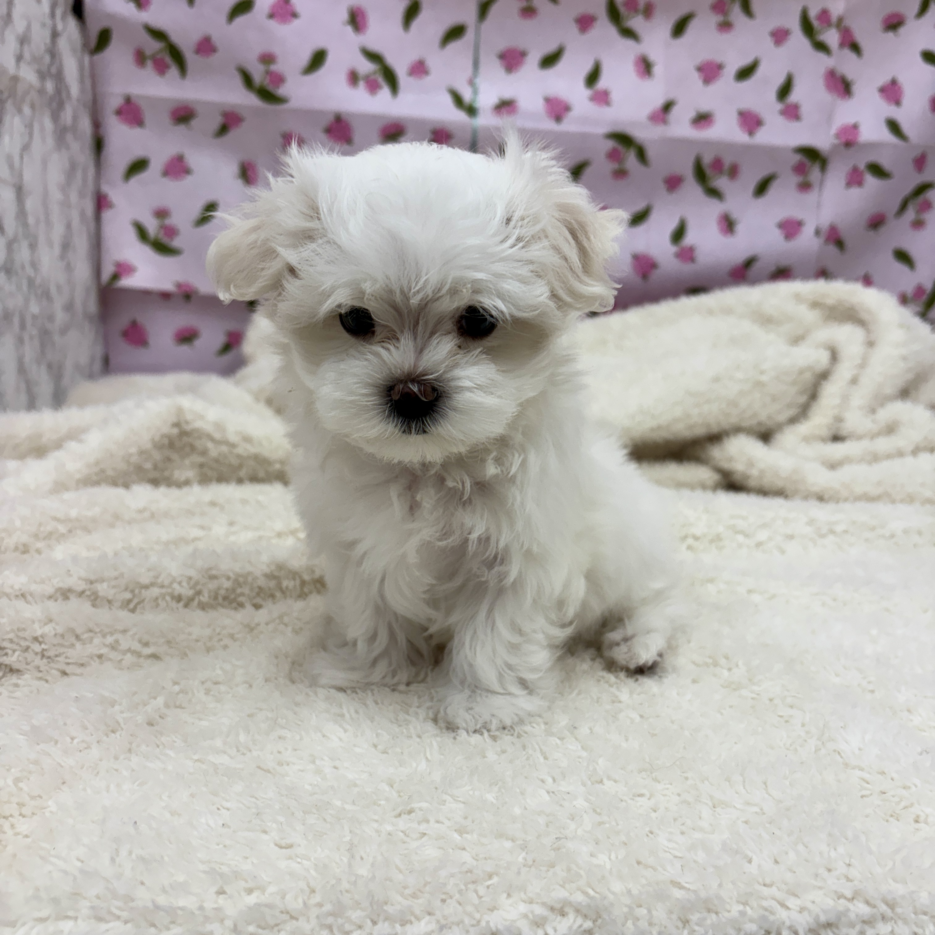 マルチーズ女の子の写真