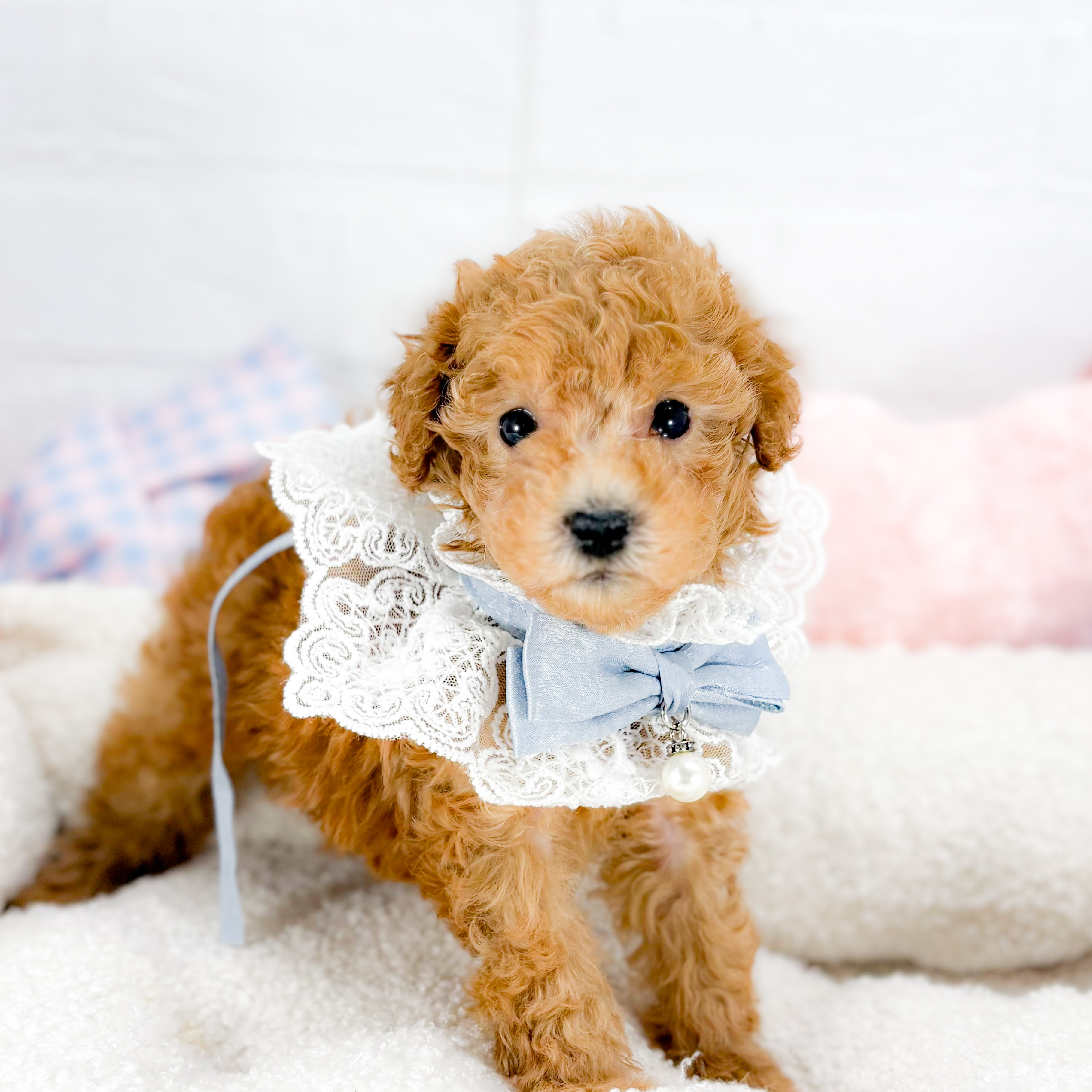 トイプードル男の子の写真