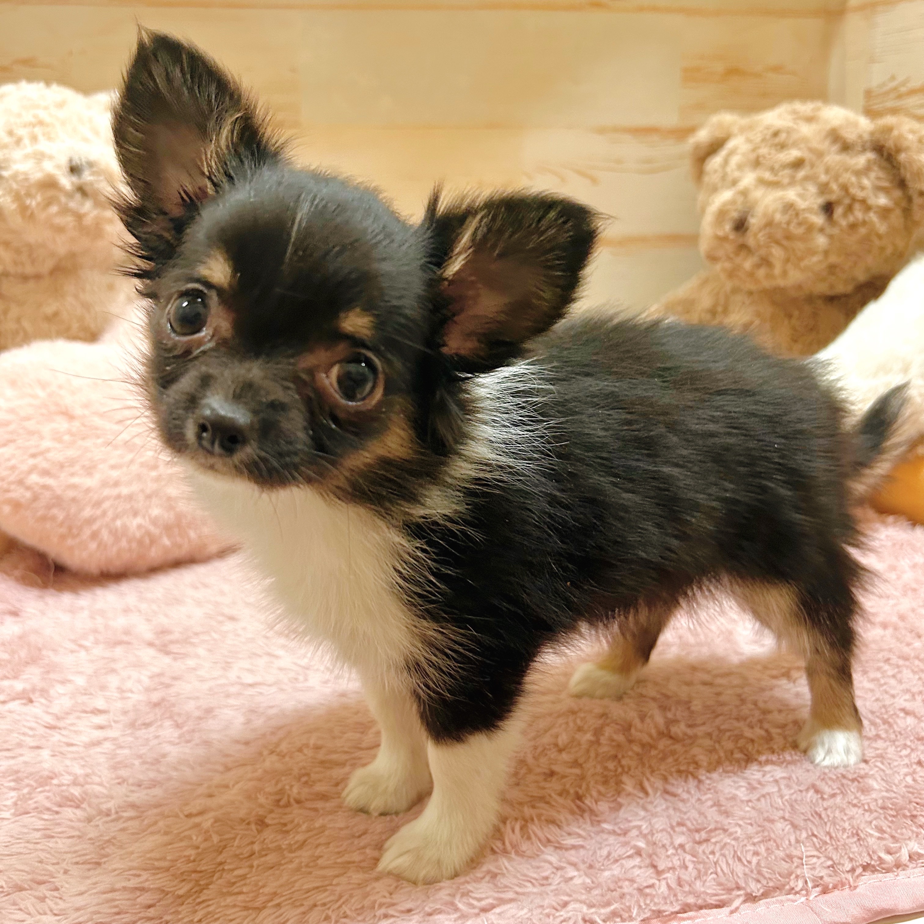 兵庫県のチワワ(ロング) (犬の家＆猫の里神戸店/2025年10月28日生まれ/女の子/ブラッククリームホワイト)の子犬の1枚目の画像