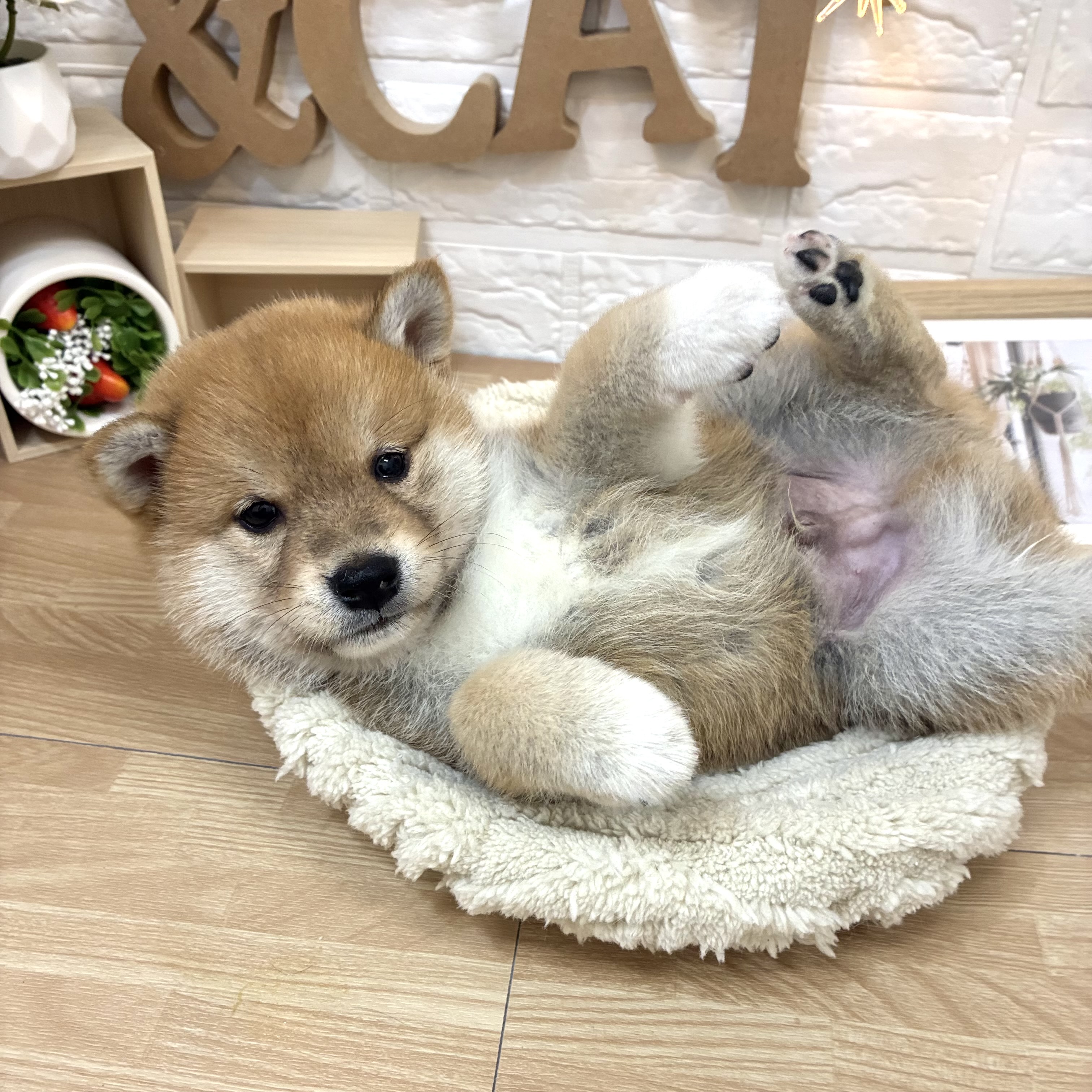 生体画像６