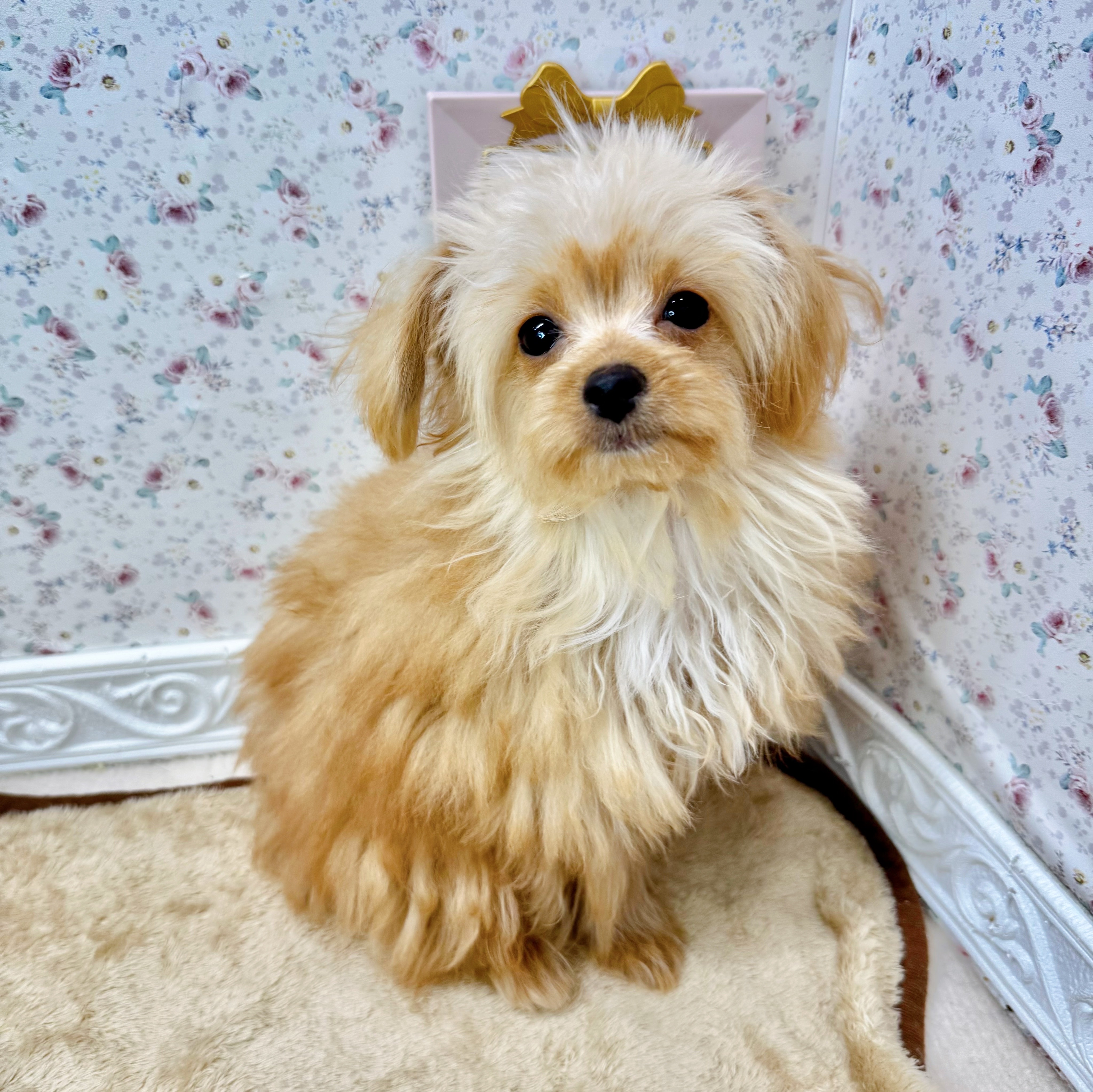 石川県のチワプー/プーチー(チワワ×プードル) (犬の家＆猫の里アミーゴ金沢有松店/2025年7月15日生まれ/女の子/アプリコットホワイト)の子犬の1枚目の画像