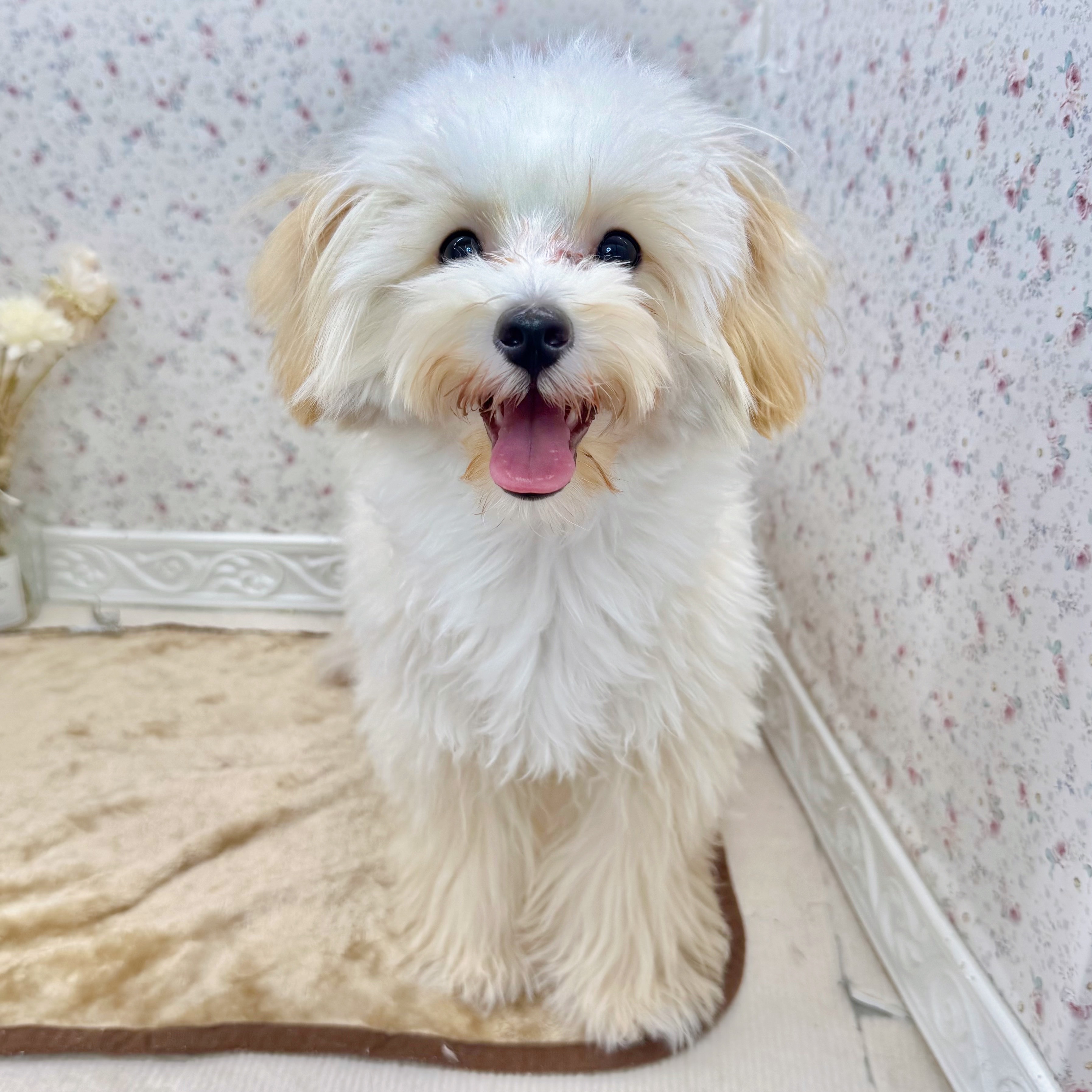 石川県のマルプー(マルチーズ×プードル) (犬の家＆猫の里アミーゴ金沢有松店/2025年5月30日生まれ/男の子/クリームホワイト)の子犬の1枚目の画像