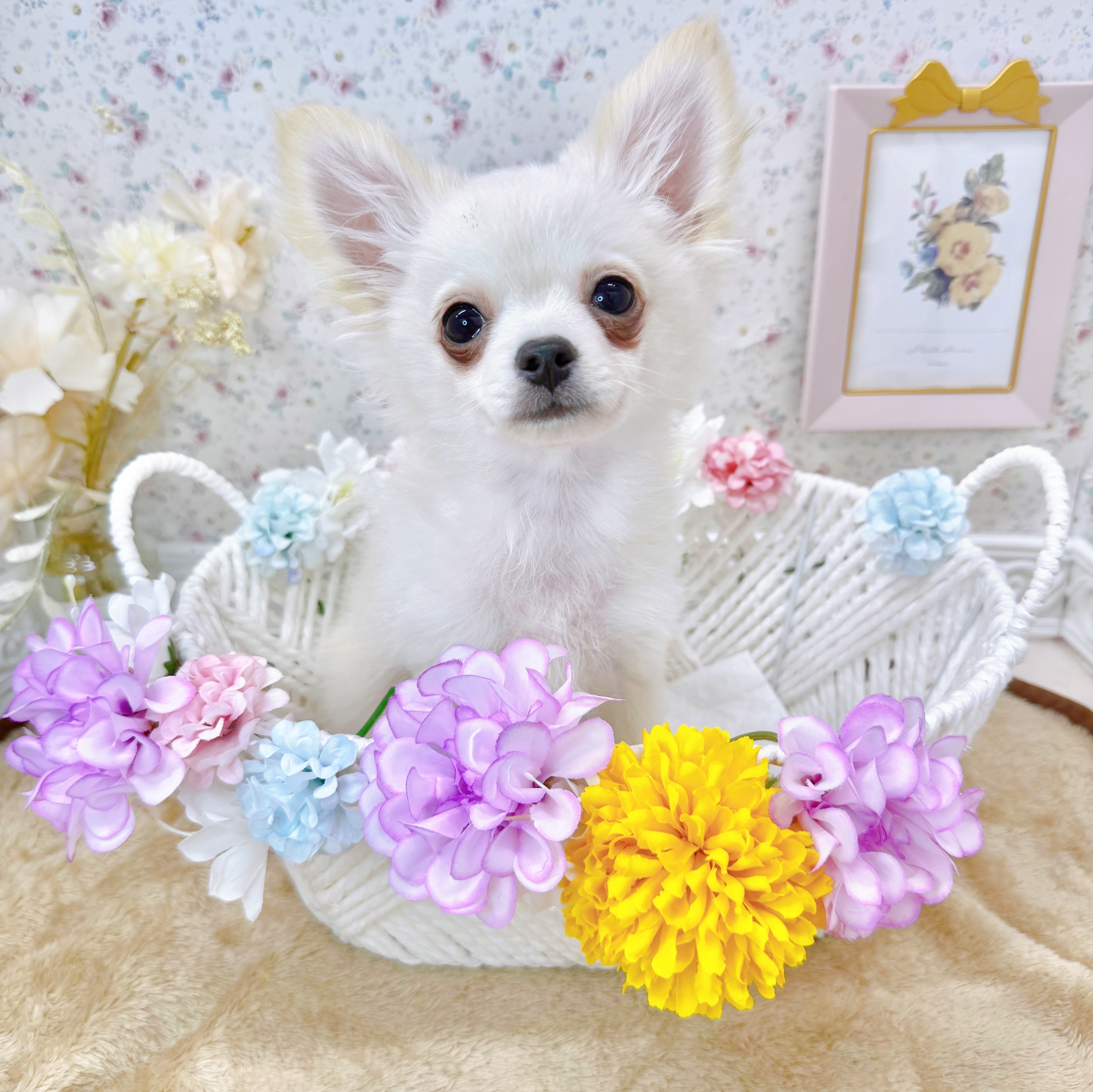 石川県のポメチワ/チワポメ/ポメチー(ポメラニアン×チワワ) (犬の家＆猫の里アミーゴ金沢有松店/2025年7月31日生まれ/男の子/クリーム)の子犬の1枚目の画像