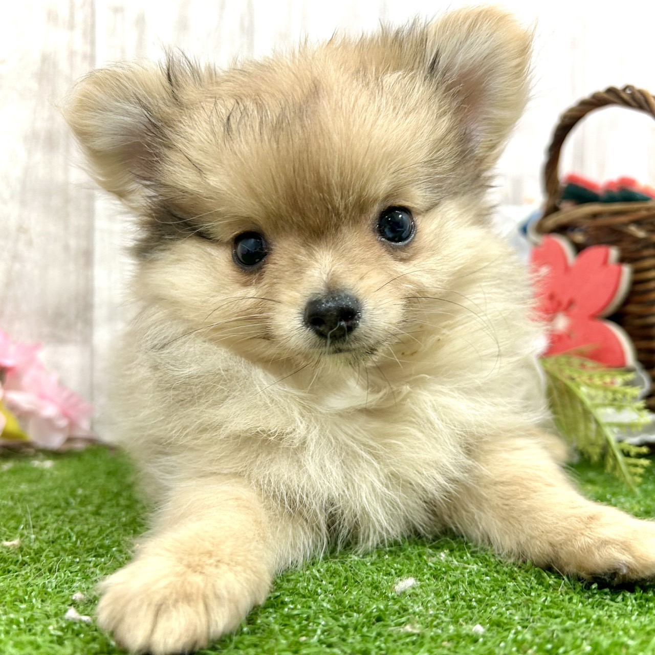 ハーフ犬女の子の写真