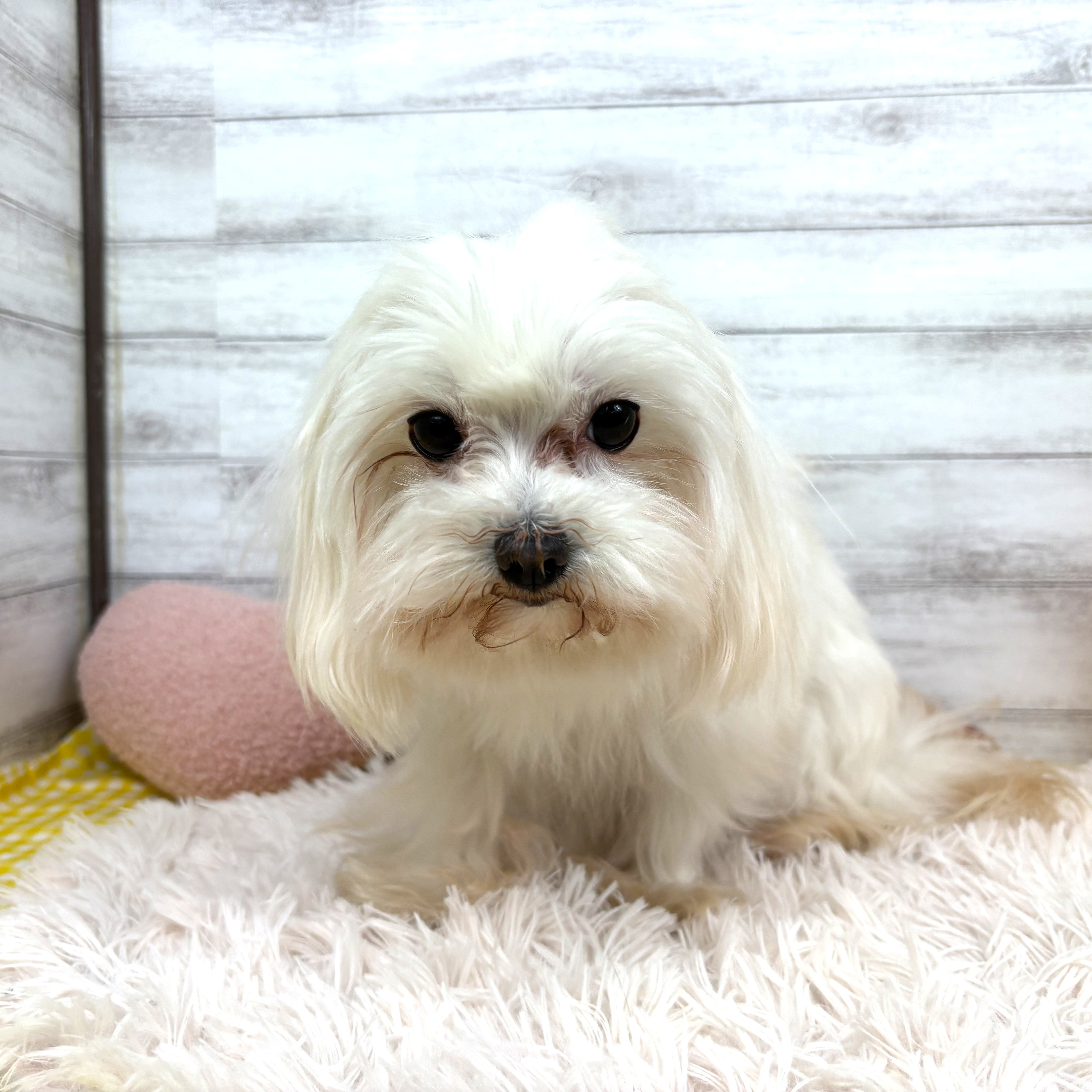 マルチーズ女の子の写真