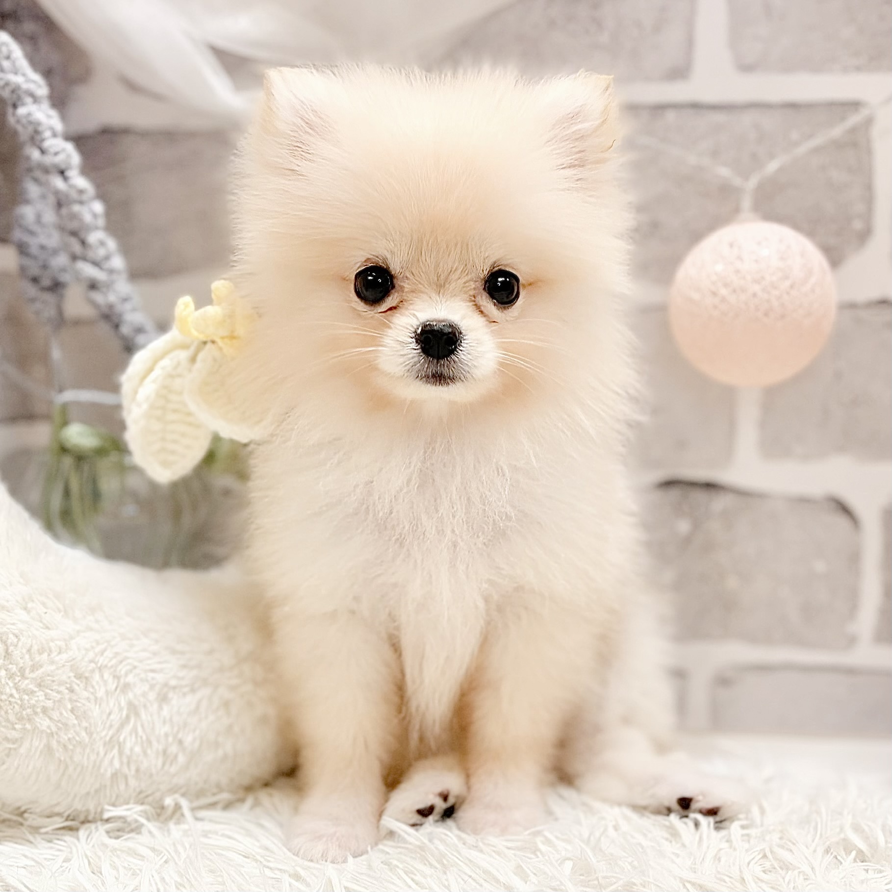 兵庫県のポメラニアン (犬の家＆猫の里神戸店/2026年6月8日生まれ/女の子/クリーム)の子犬の1枚目の画像