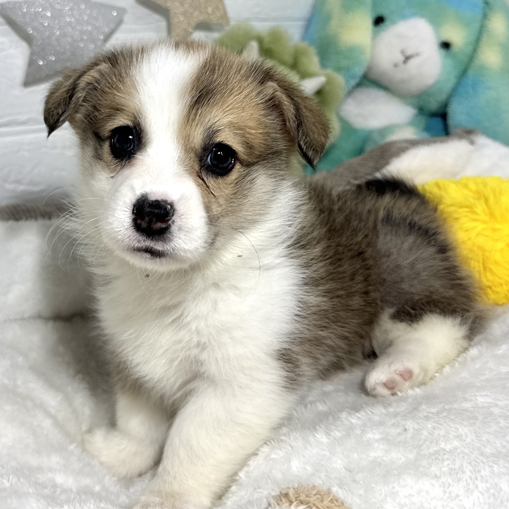 兵庫県のウェルシュコーギーペンブローク (犬の家＆猫の里ニッケパークタウン加古川店/2026年2月5日生まれ/女の子/セーブルホワイト)の子犬の1枚目の画像