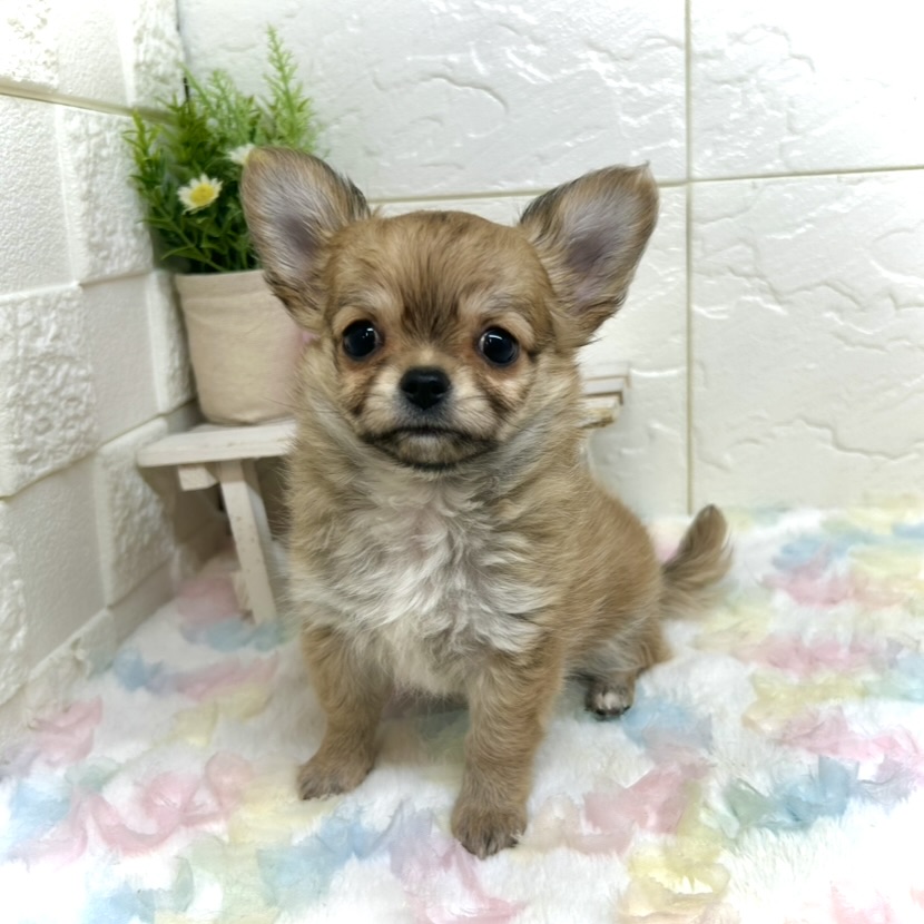 チワワ（ロング）女の子の写真