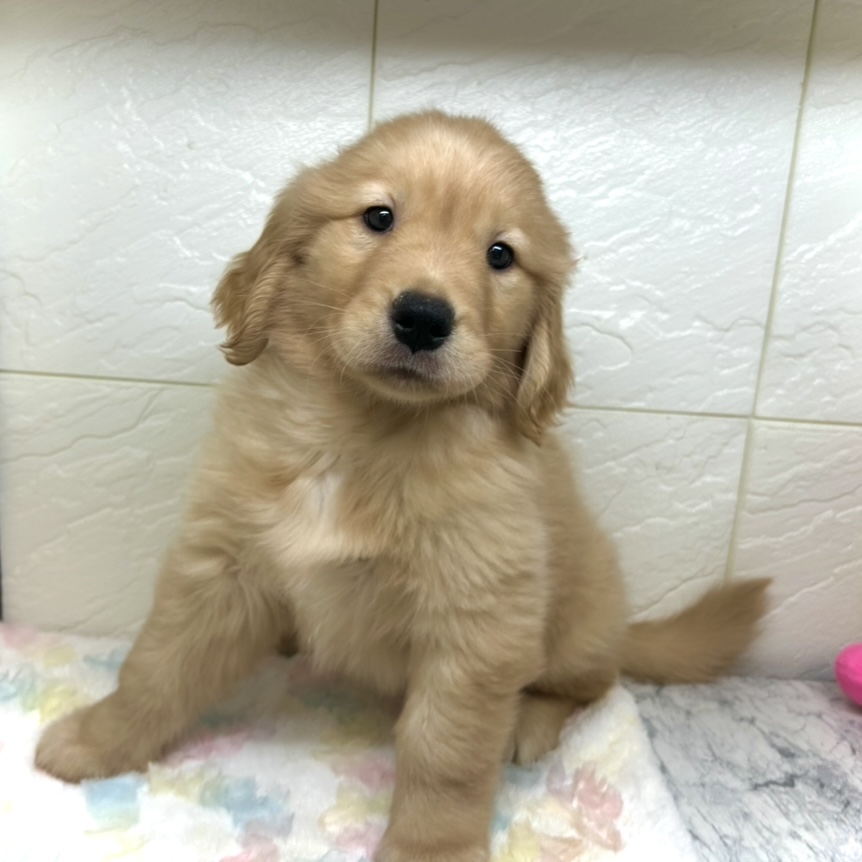 ゴールデンレトリバー女の子の写真