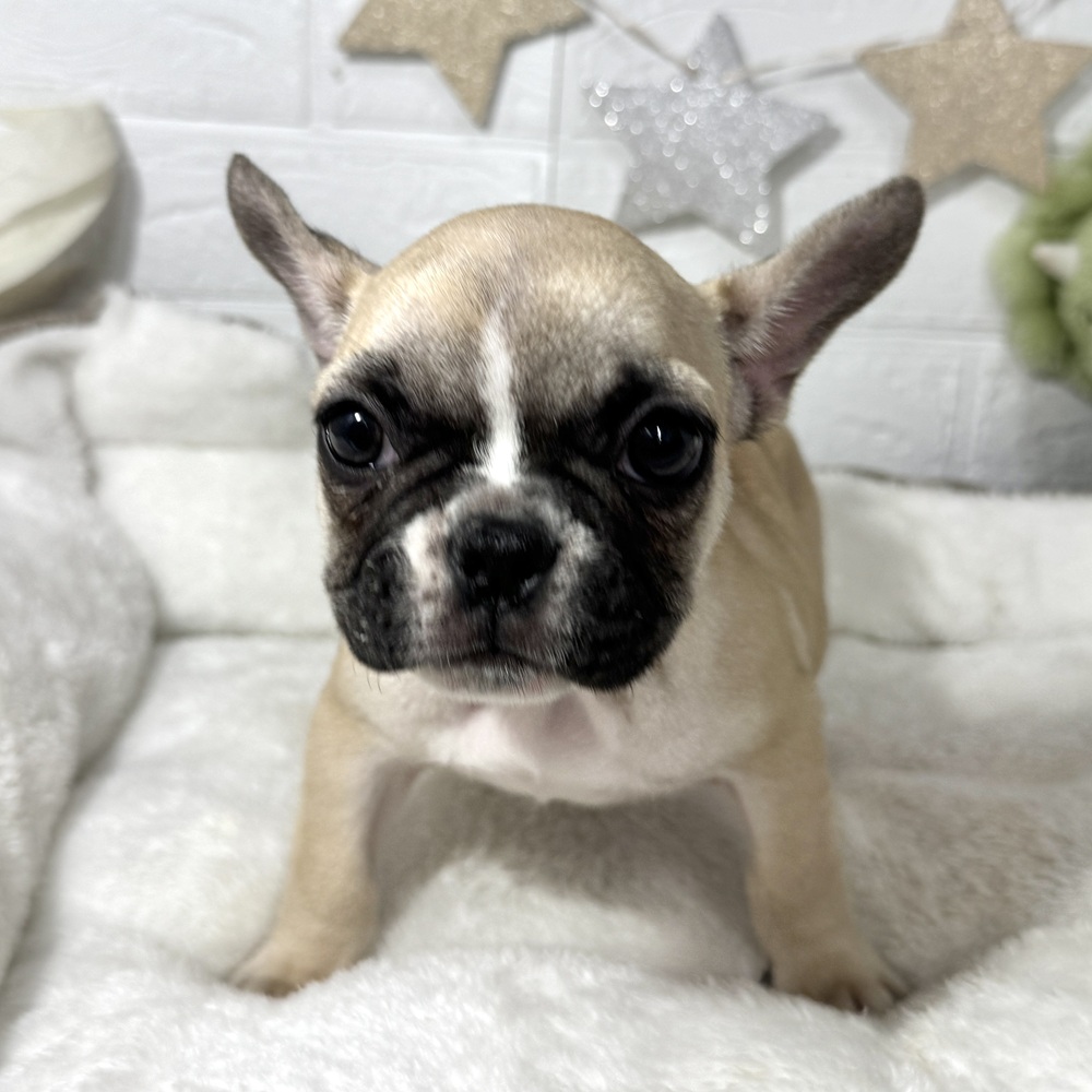 兵庫県のフレンチブルドッグ (犬の家＆猫の里ニッケパークタウン加古川店/2026年2月21日生まれ/女の子/フォーンホワイト)の子犬の1枚目の画像