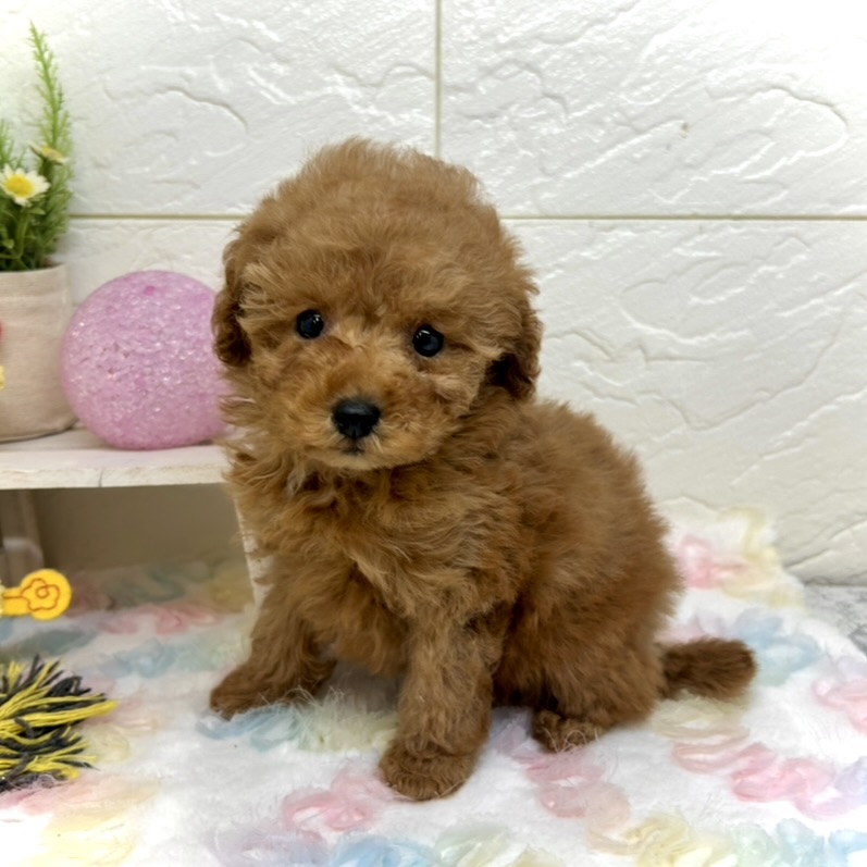 兵庫県のトイプードル(トイ) (犬の家＆猫の里ゆめタウン姫路店/2025年10月18日生まれ/女の子/レッドフォーン)の子犬の1枚目の画像