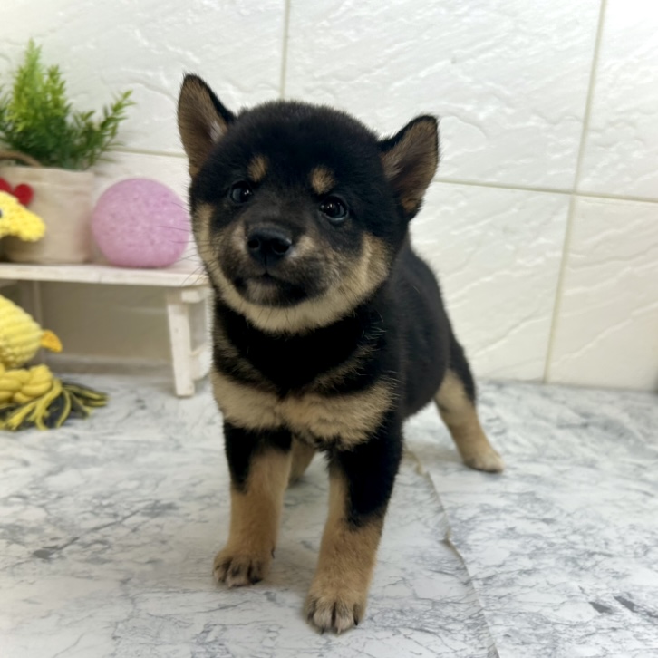 兵庫県の豆柴 (犬の家＆猫の里ゆめタウン姫路店/2025年6月21日生まれ/女の子/黒)の子犬の1枚目の画像