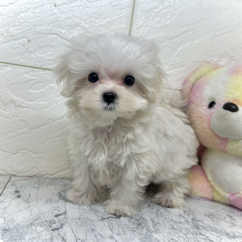 兵庫県のマルチーズ (犬の家＆猫の里ゆめタウン姫路店/2025年6月21日生まれ/女の子/ホワイト)の子犬
