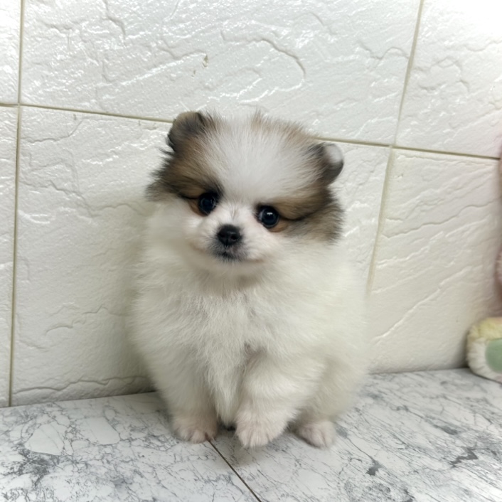 兵庫県のポメラニアン (犬の家＆猫の里ゆめタウン姫路店/2025年6月22日生まれ/男の子/ホワイトレッド)の子犬の1枚目の画像