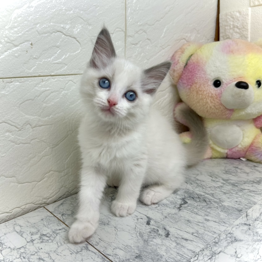 兵庫県のラグドール (犬の家＆猫の里ゆめタウン姫路店/2025年6月13日生まれ/男の子/ブルーポイントバイカラー)の子猫の1枚目の画像