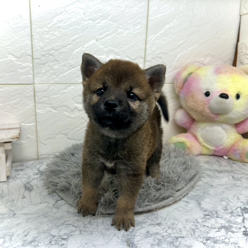 兵庫県の柴犬(標準サイズ) (犬の家＆猫の里ゆめタウン姫路店/2025年6月29日生まれ/男の子/赤)の子犬の1枚目の画像