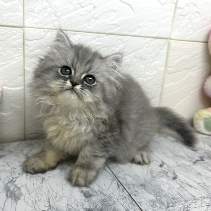 兵庫県のエキゾチック (犬の家＆猫の里ゆめタウン姫路店/2025年6月27日生まれ/男の子/ブルータビー)の子猫の1枚目の画像