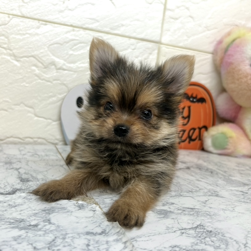 兵庫県のポメキー(ポメラニアン×ヨークシャーテリア) (犬の家＆猫の里ゆめタウン姫路店/2025年7月5日生まれ/男の子/オレンジセーブル)の子犬の1枚目の画像
