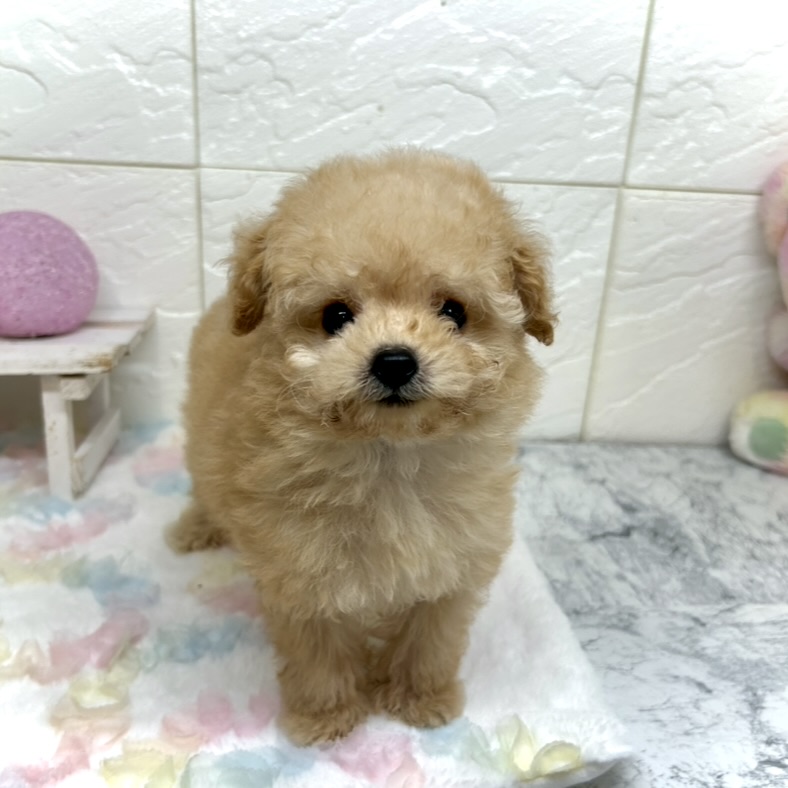 兵庫県のポメプー(ポメラニアン×プードル) (犬の家＆猫の里ゆめタウン姫路店/2025年9月10日生まれ/女の子/アプリコット)の子犬